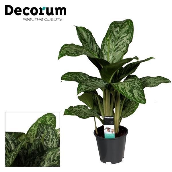 Aglaonema Groenlicht (Decorum) - Ø17cm - ↕60cm