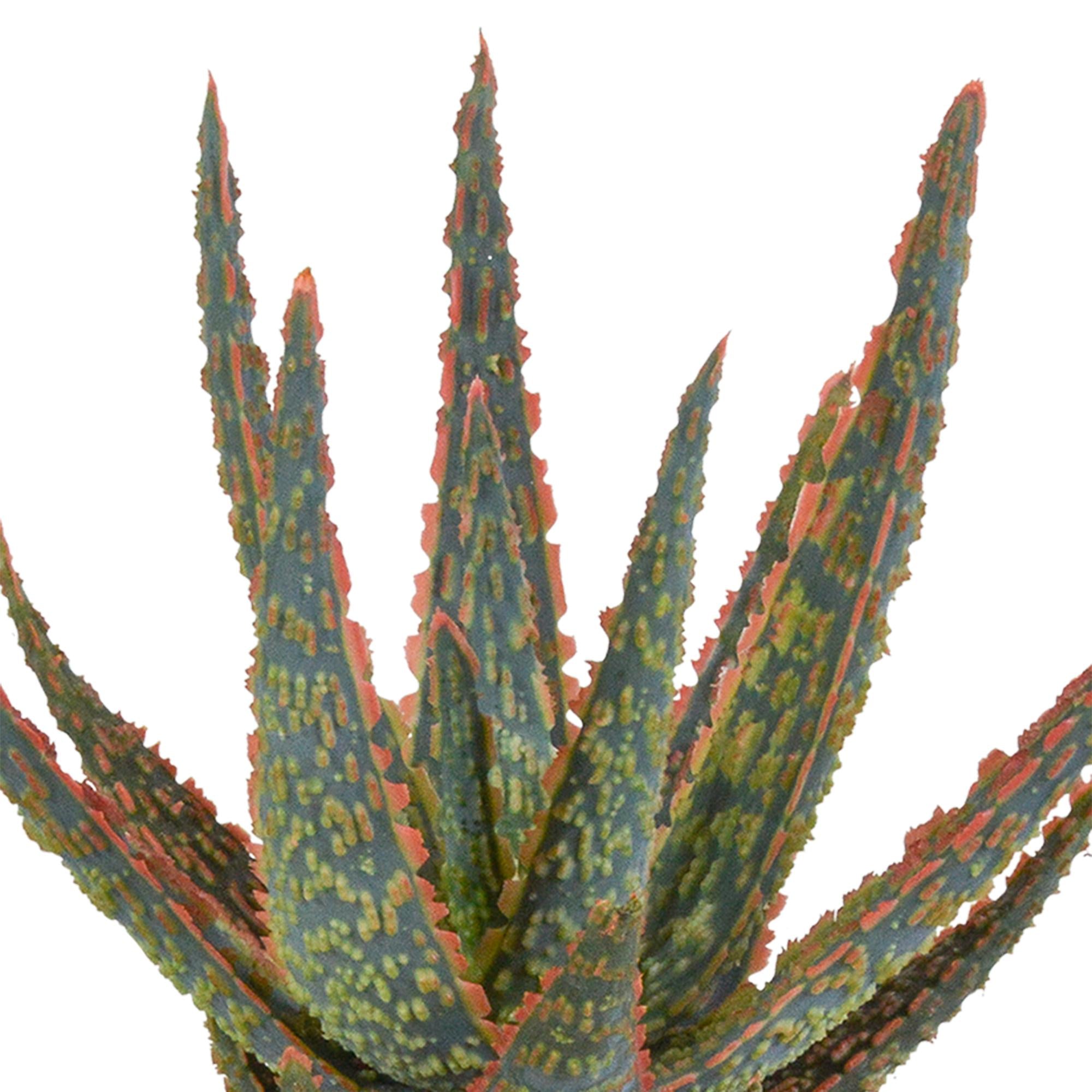 Aloe Zebrina Dannyz 10,5cm - Zweittopf
