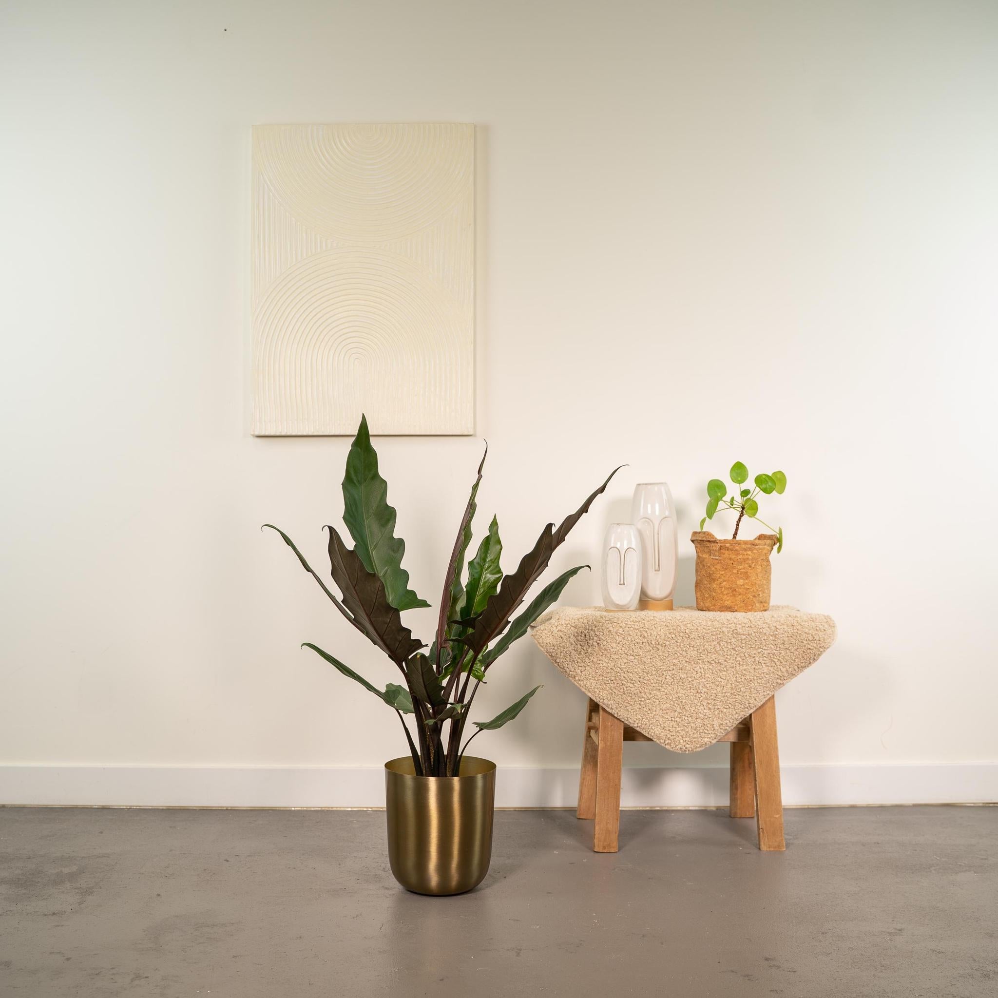 Alocasia Lauterbachiana - Ø19cm - ↕80cm + Pot Mayk Goud