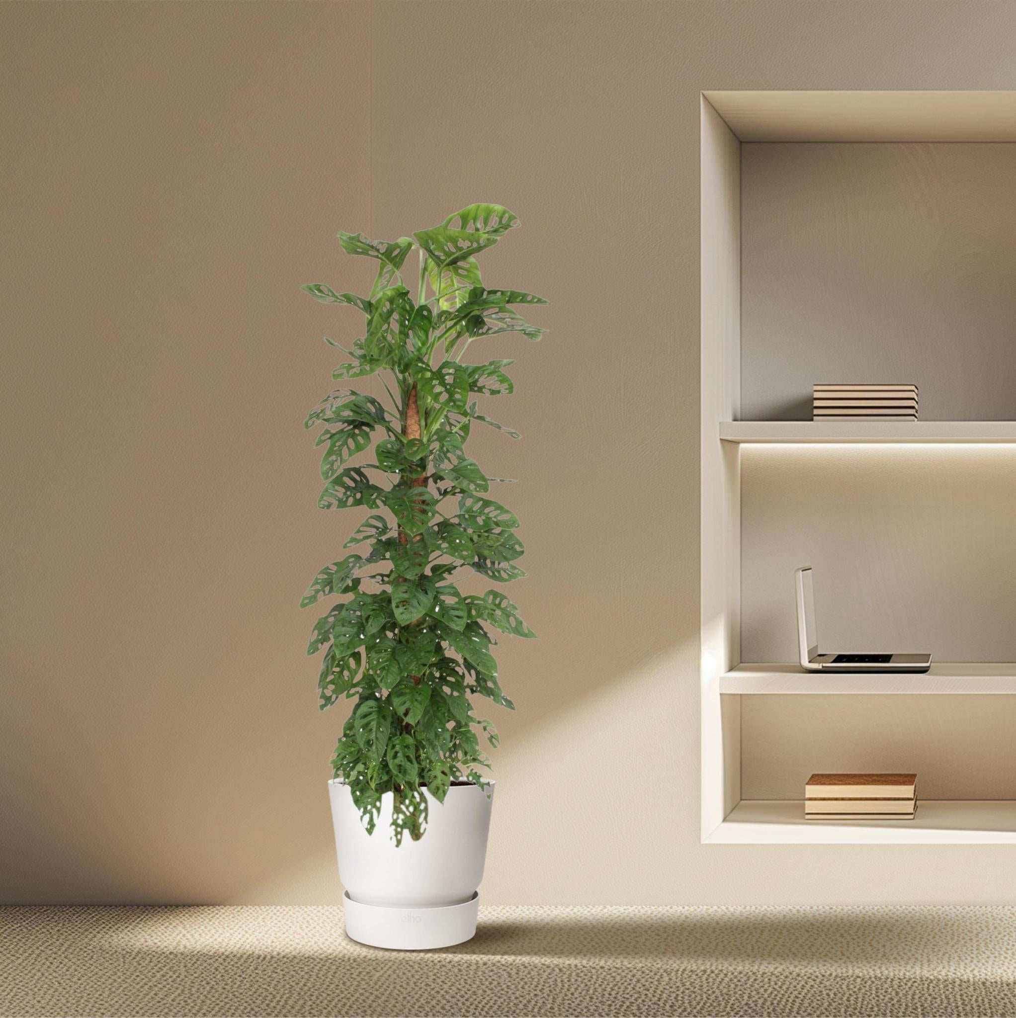 Monstera Monkey Leaf-mosstok - 180 cm - ø27