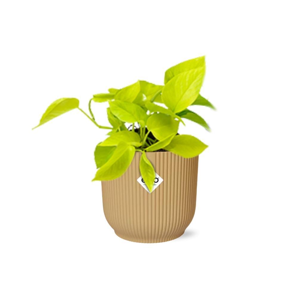 Epipremnum Pinnatum 'Golden Pothos' in ELHO Vibes Fold 14cm geel