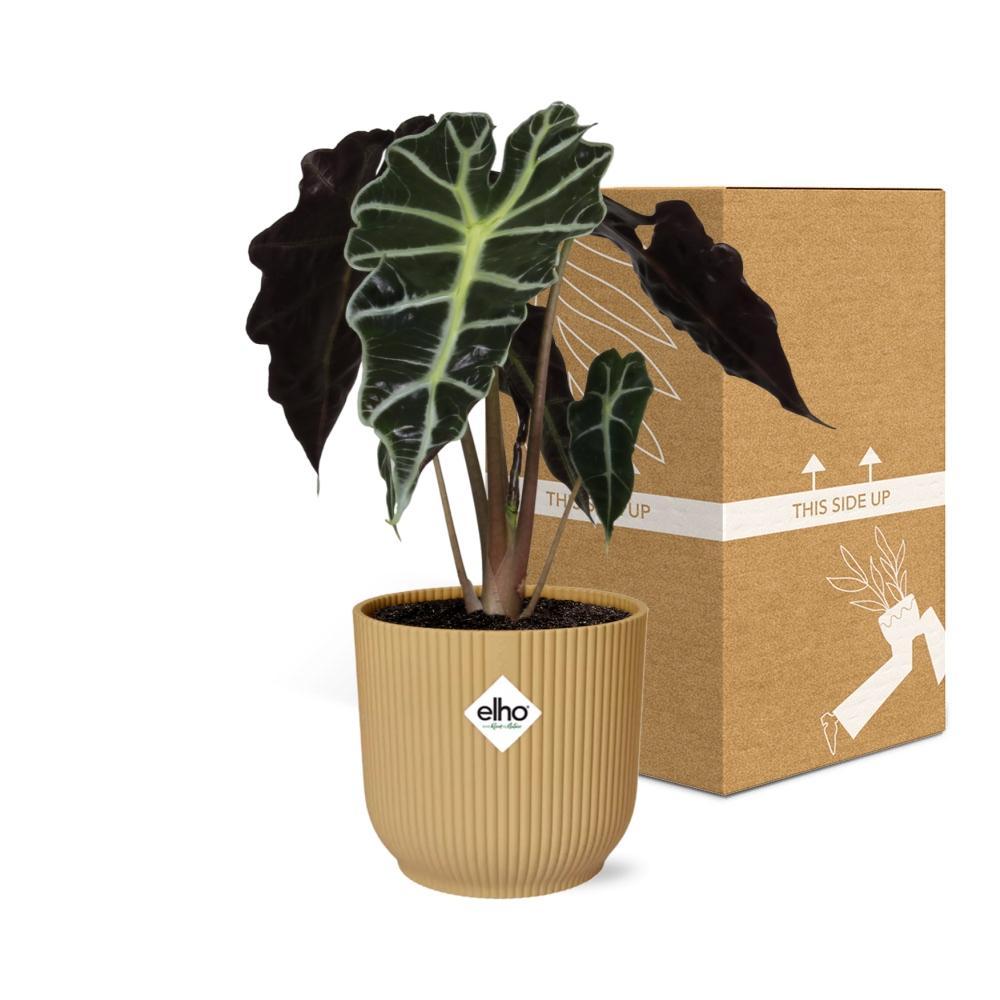 Alocasia 'Polly' in ELHO Vibes Fold 14cm gelb