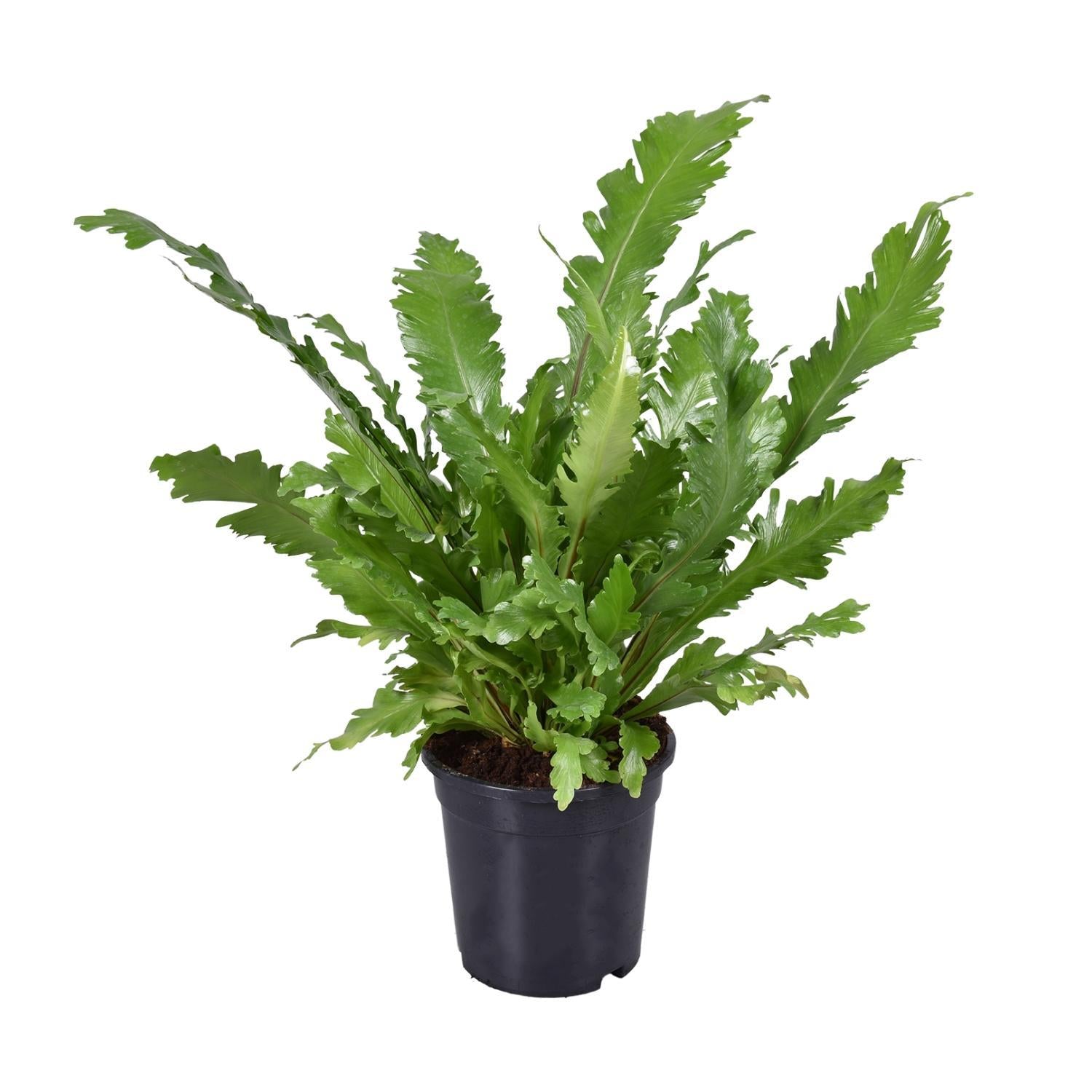 Asplenium Nidus - Ø17cm - ↕45cm