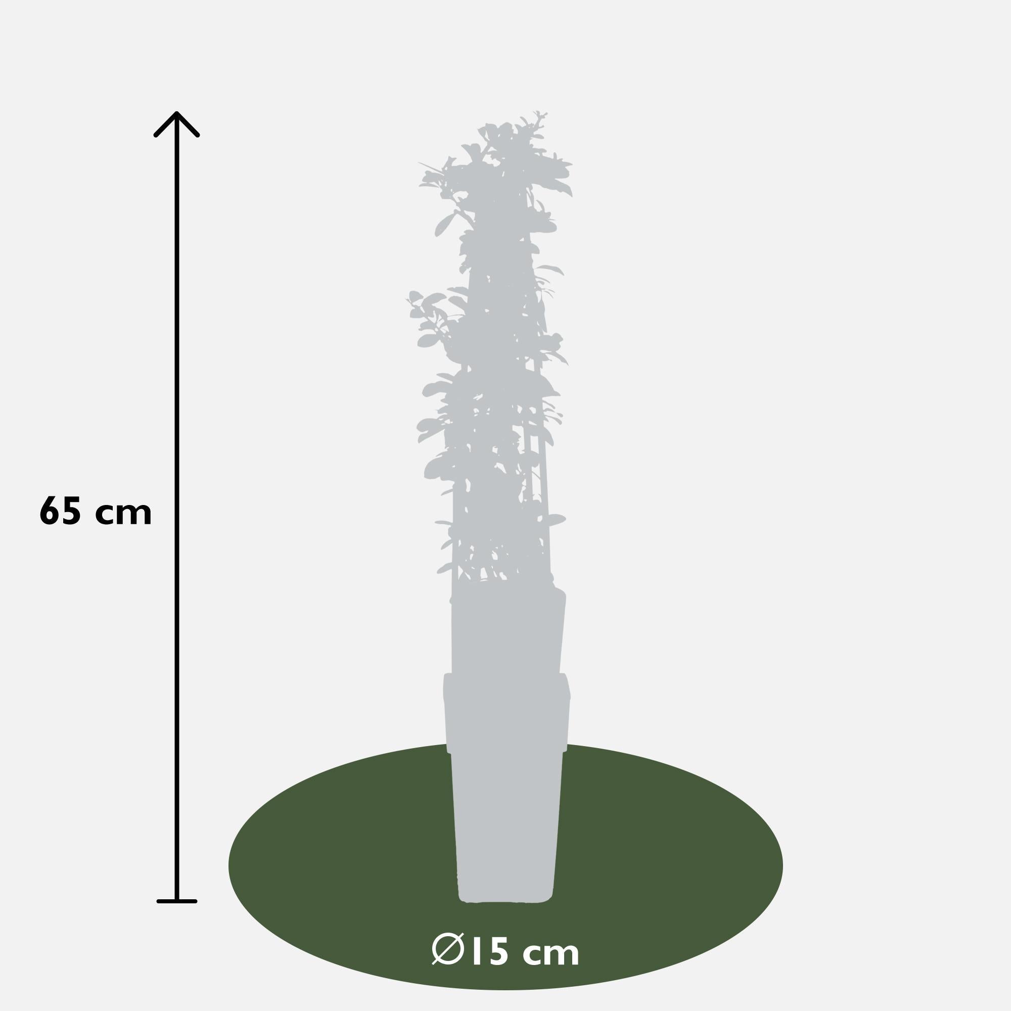 3x - Vuurdoorn 'Orange Glow' - ?65cm - Ø15