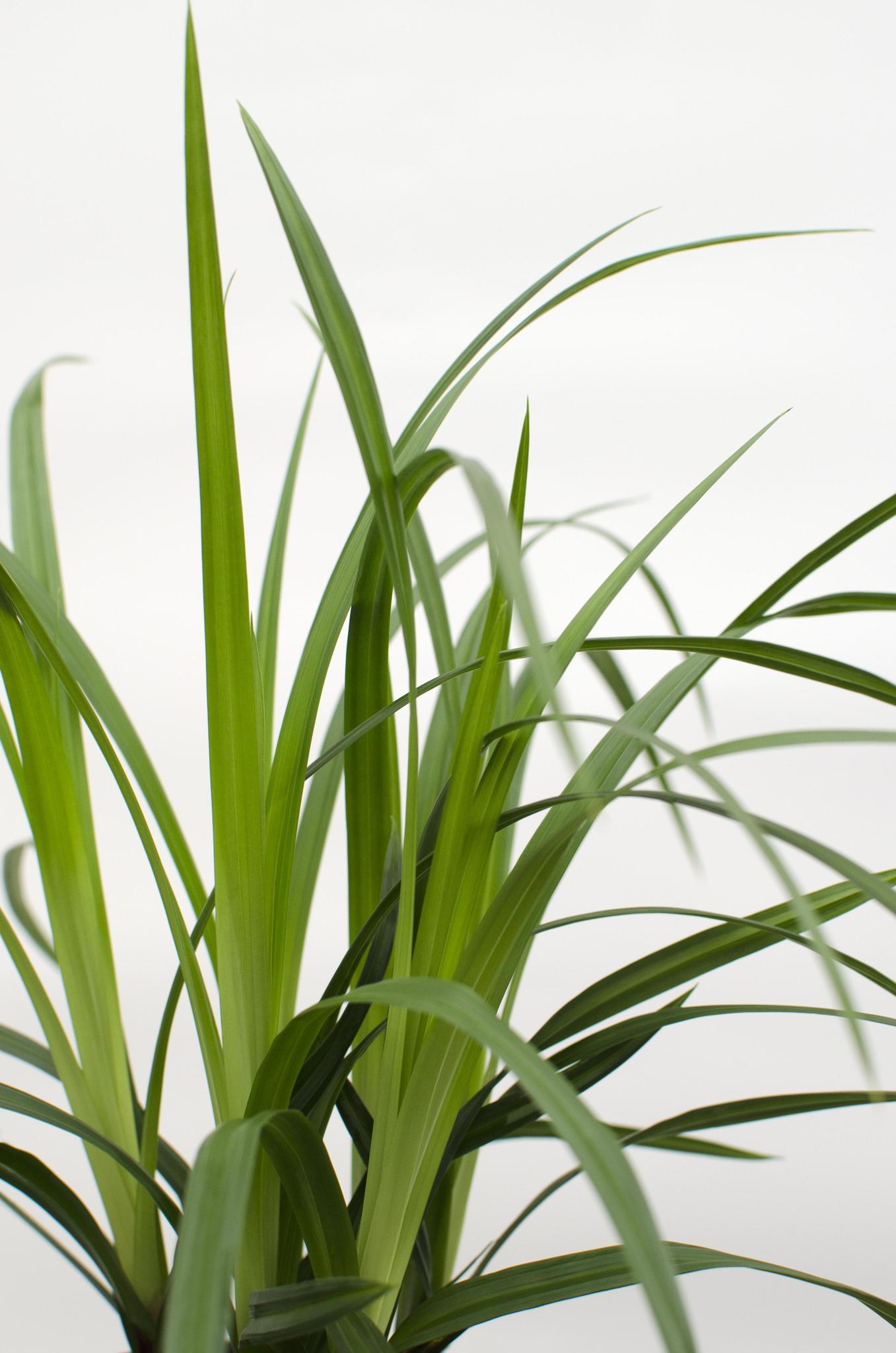 3x - Carex morrowii 'Irish Green' - ?30cm - Ø14