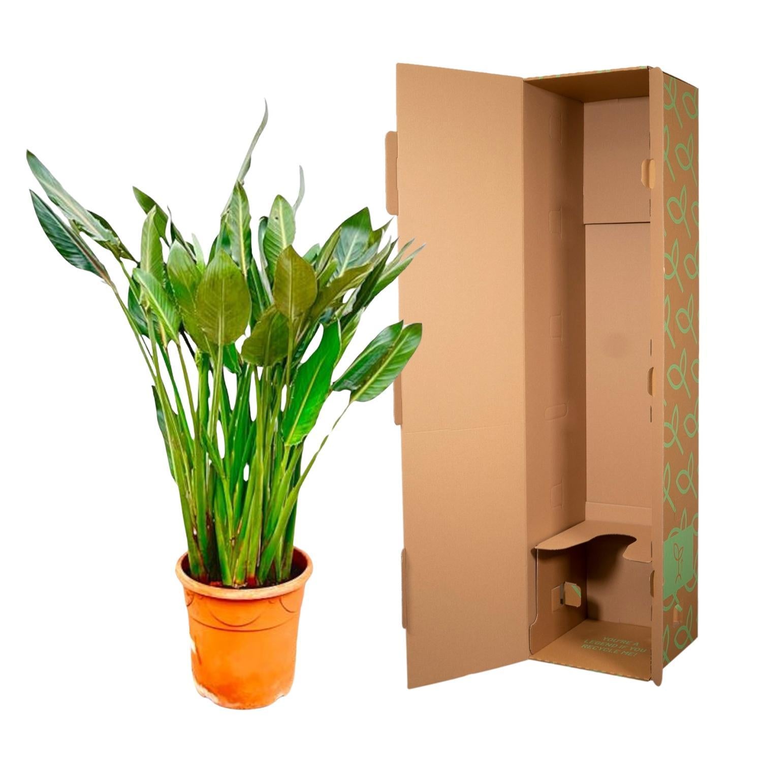 Strelitzia Reginae XL – 160 cm – ?30