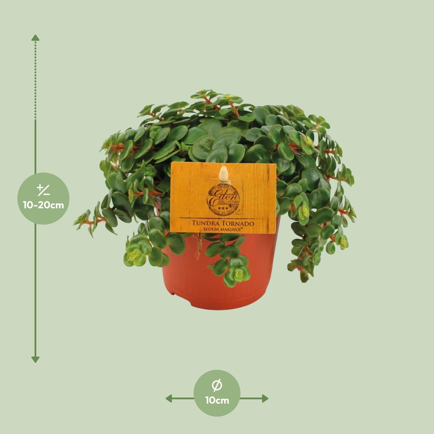 Vetkruid Tornado - Ø11cm - ↕15cm