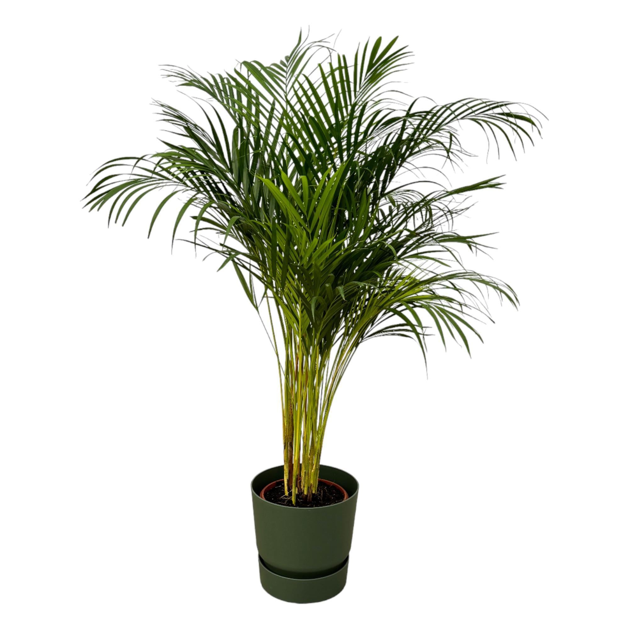 Areca palm - ?130cm - Ø24cm inclusief elho Greenville Rond groen D30xH28