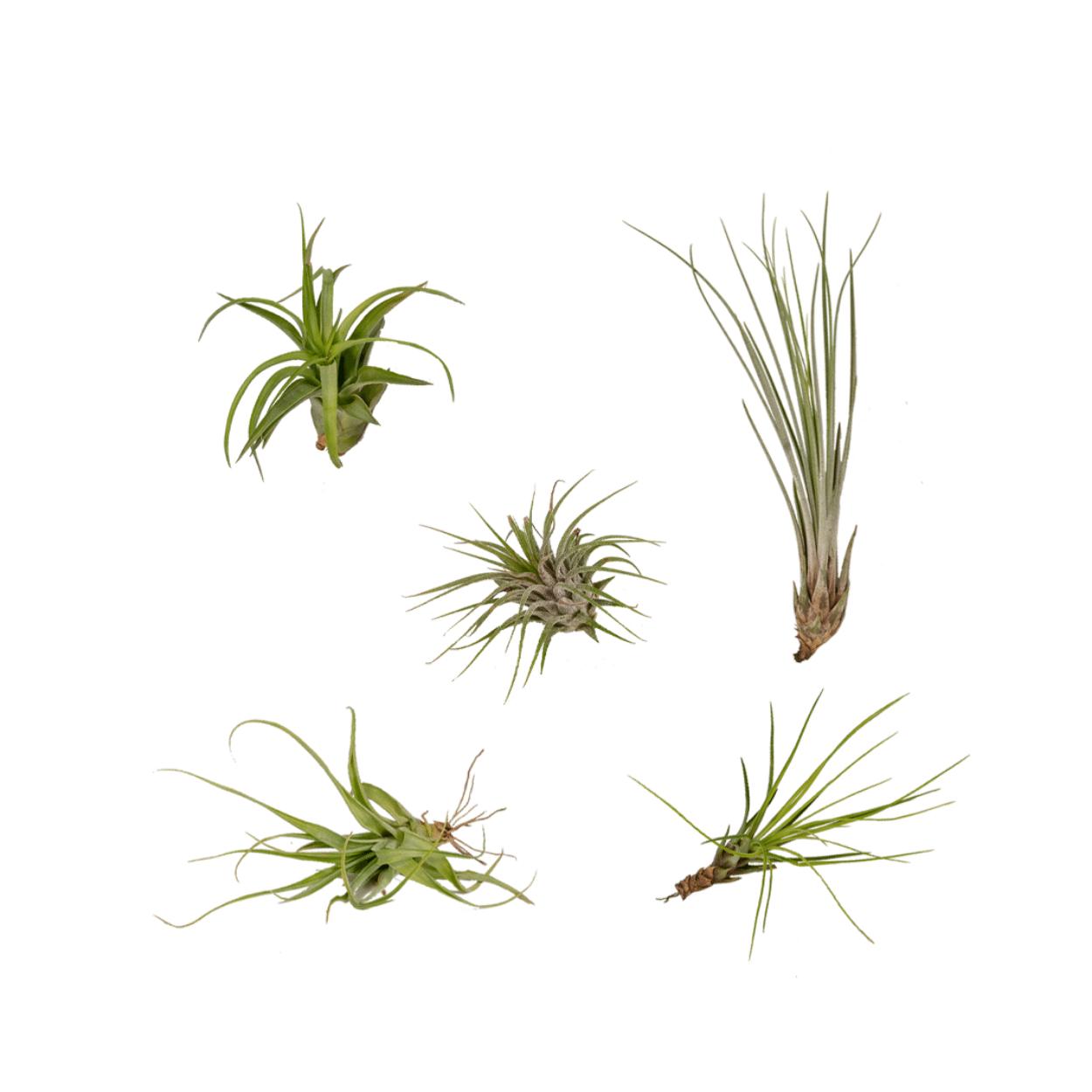 Tillandsia Airmix - 5 stuks - 6 cm - ø6