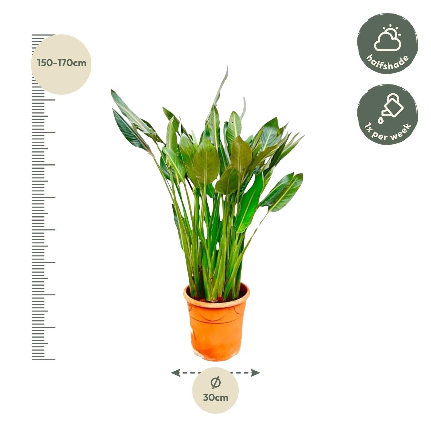 Strelitzia Reginae XL – 160 cm – ?30