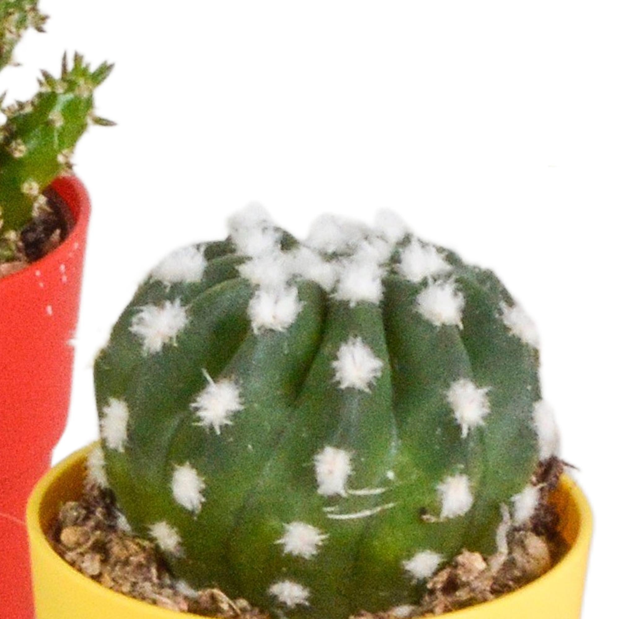 Cactusmix 5,5 cm - 5x - in kunststof pot