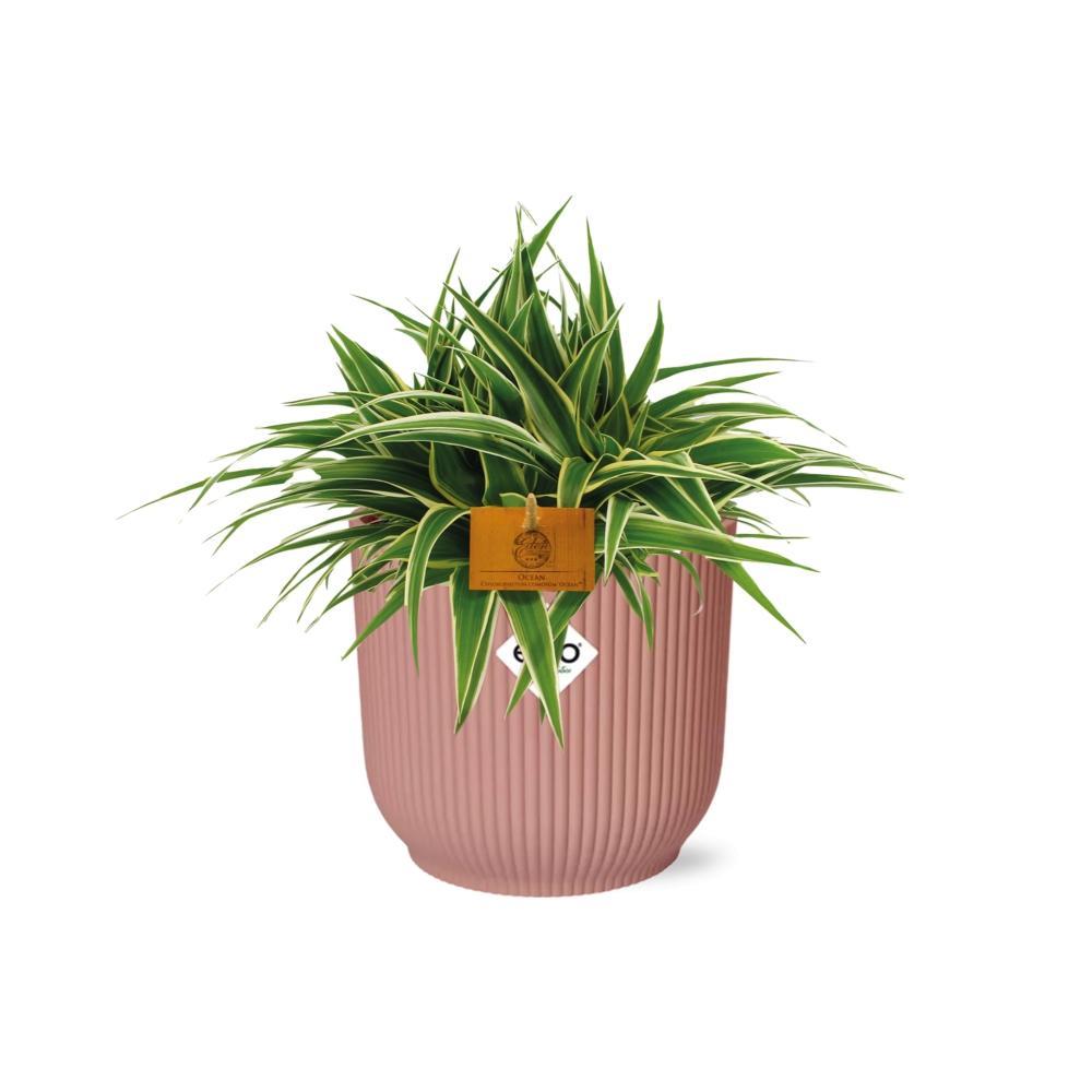 Chlorophytum Ocean 15cm in ELHO Vibes Fold 16cm rund zartrosa