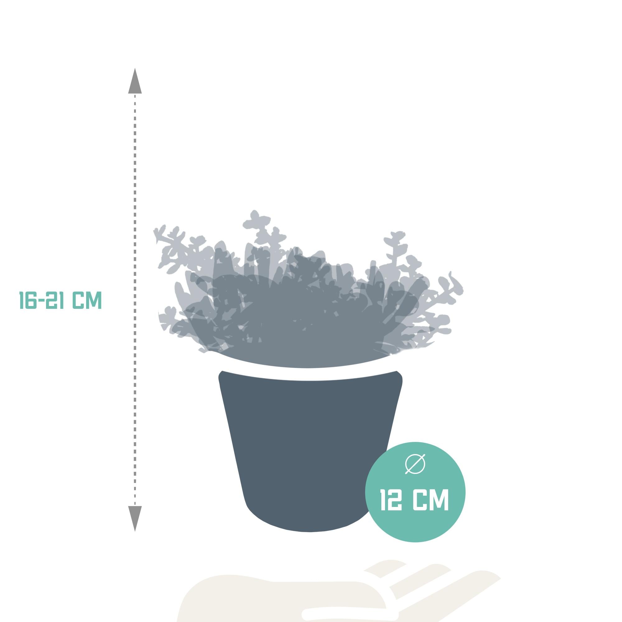 Crassula mix 10,5 cm - 3x - in witte pot