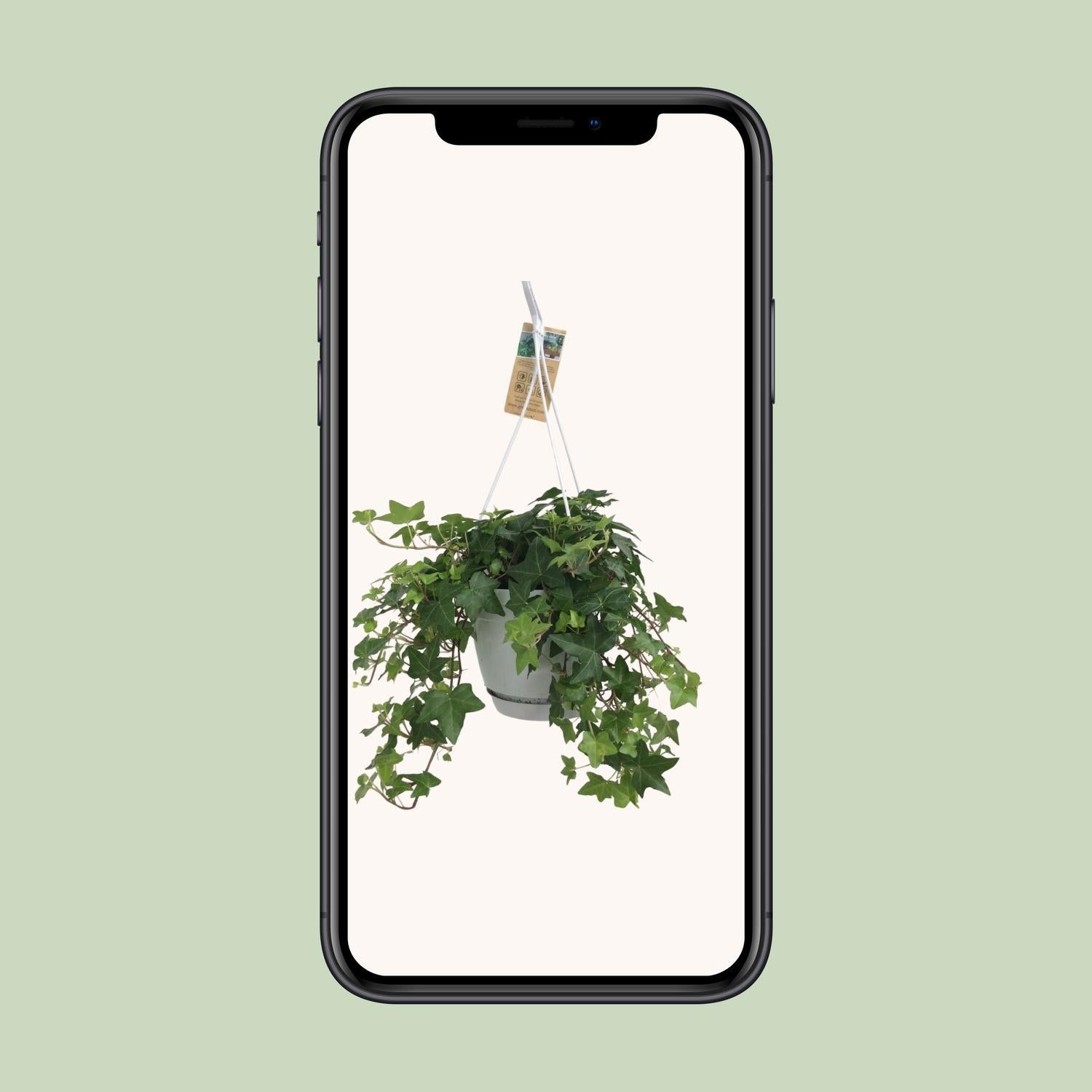 Hedera Helix Groen - Hangpot Weiß / Basic - Ø17cm - ↕cm