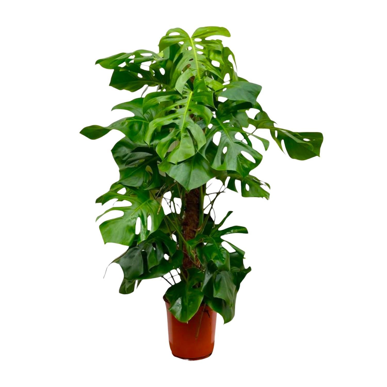 Monstera Deliciosa XXL - 150cm - ?27