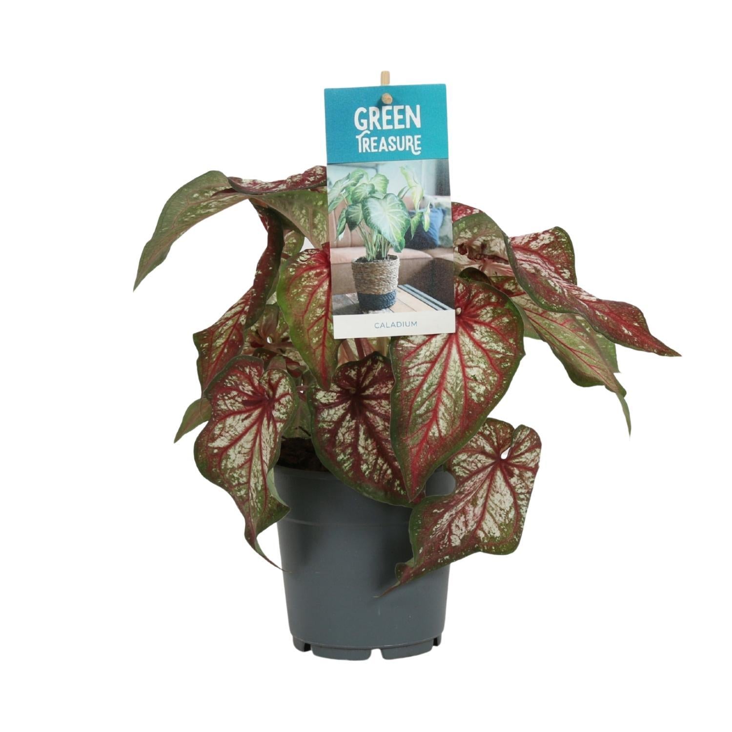 Caladium Tweekleurig - Ø12cm - ↕25cm