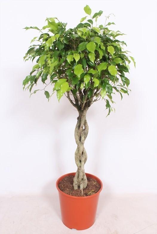 Ficus Exotica - Ø30 ↕120