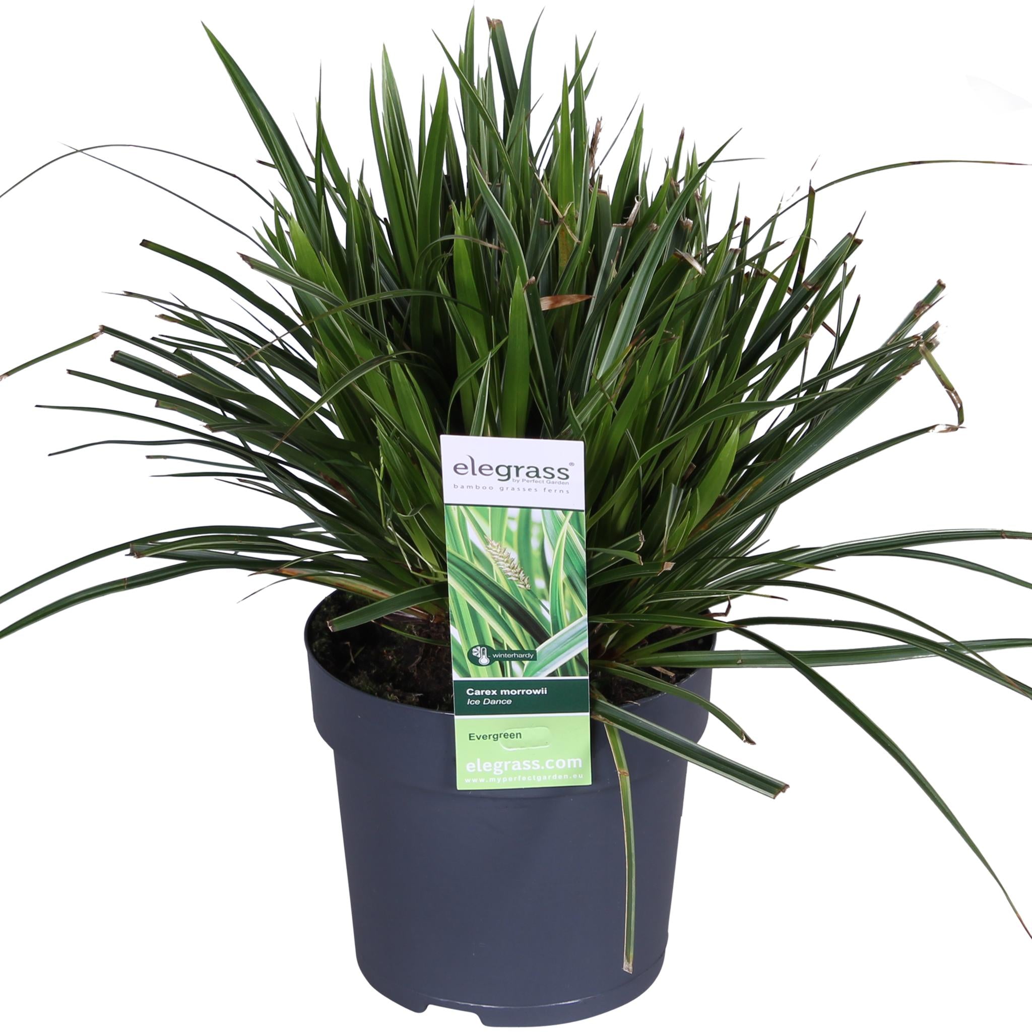 3x - Carex morrowii 'Ice Dance' - ?30cm - Ø14