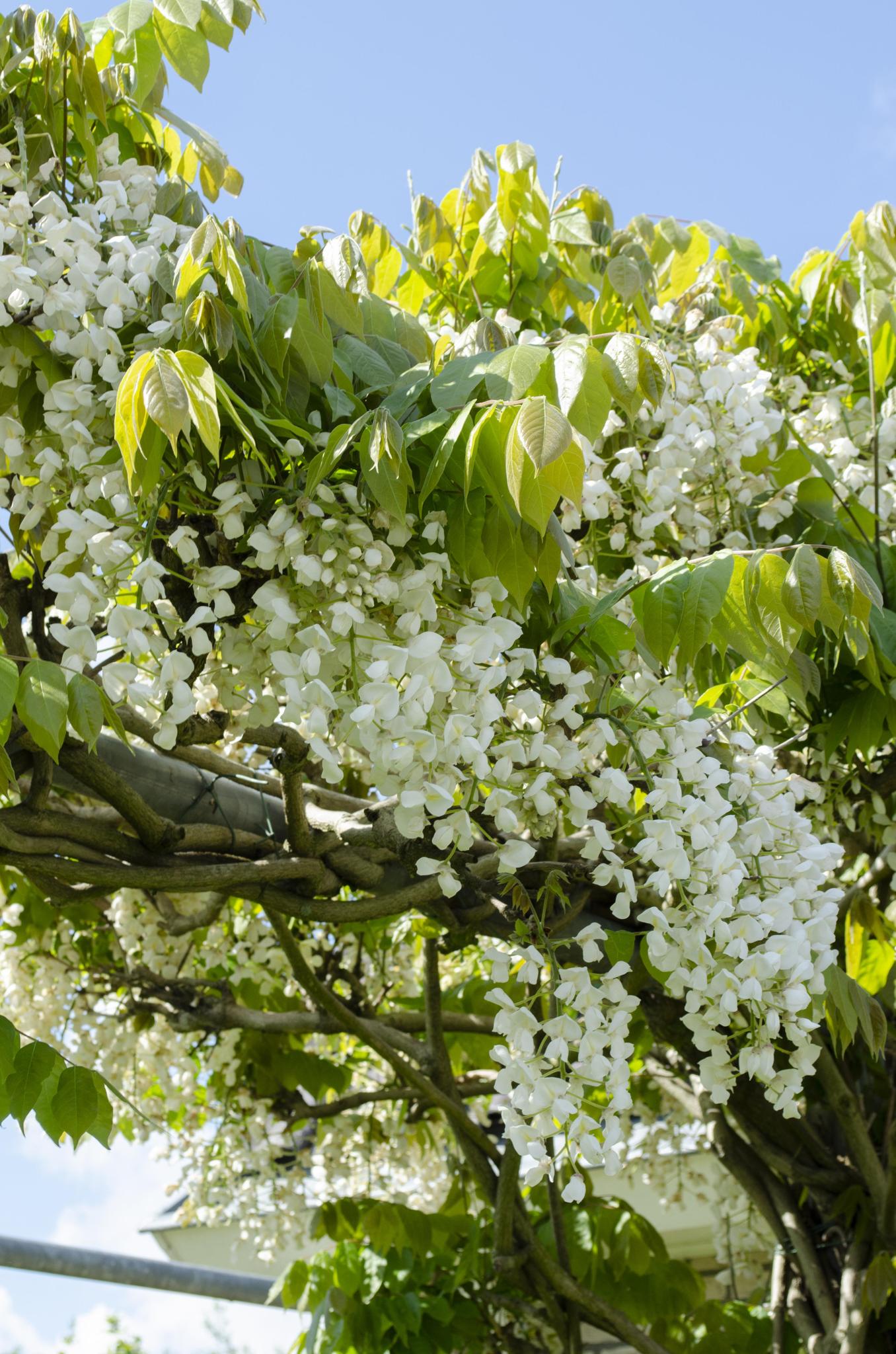 Wisteria floribunda Alba- Witte regen