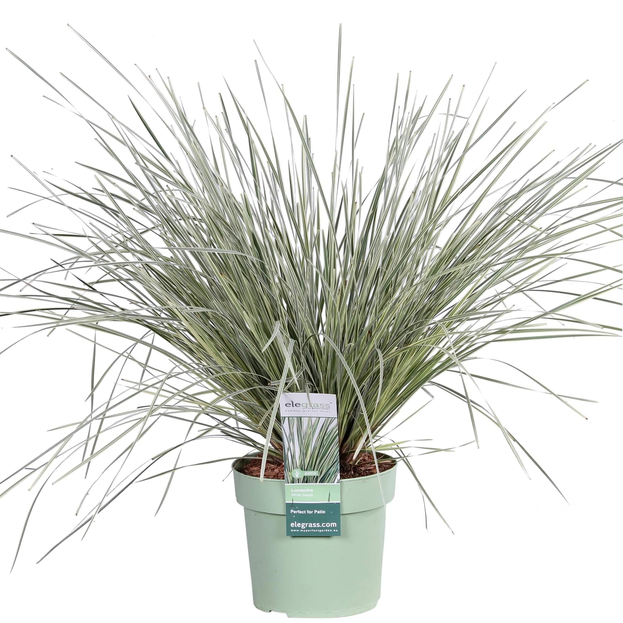 Lomandra longifolia 'White Sands' - ?40cm - Ø19