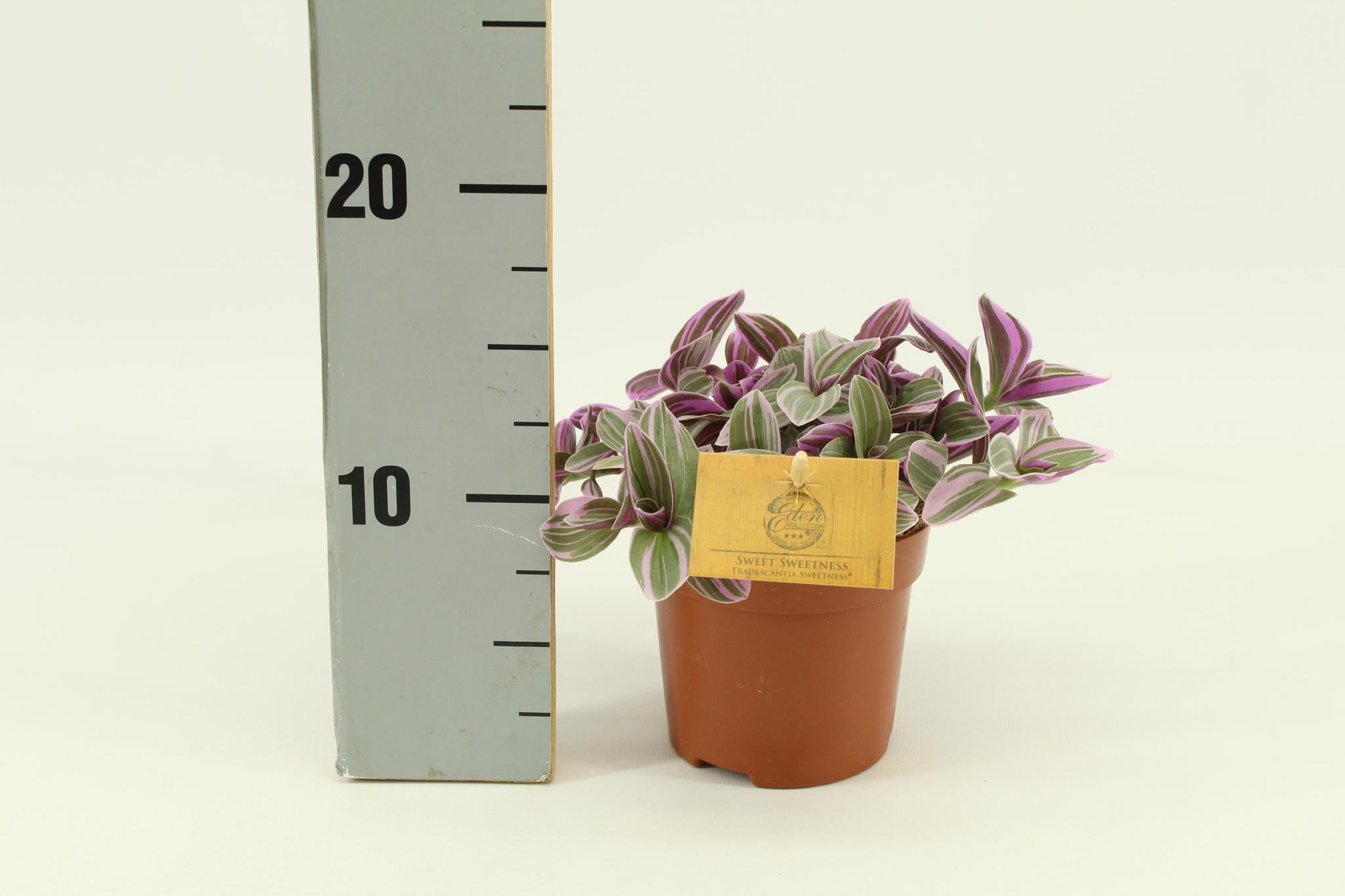 Tradescantia Zoetheid 10,5cm - Ø10,5cm - ↕cm