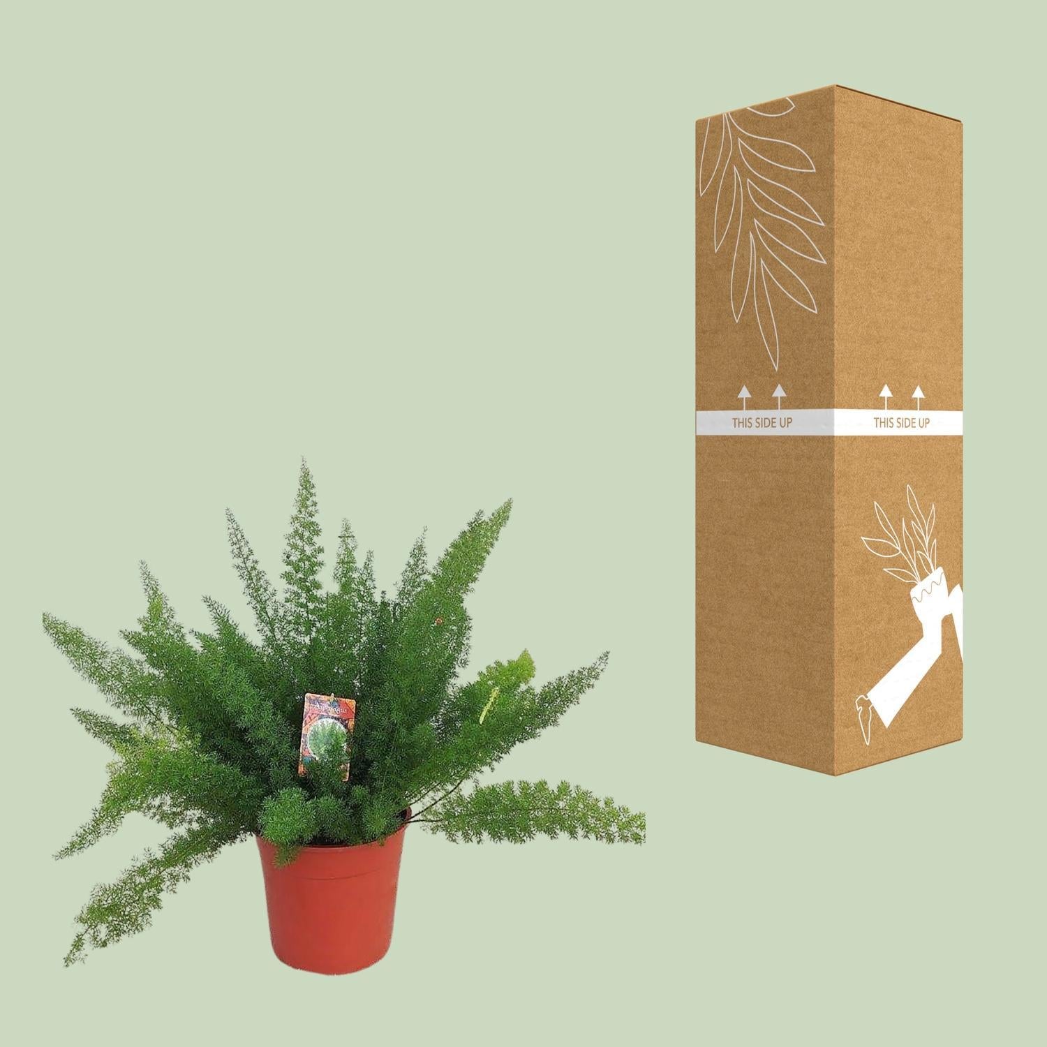 Spargel D. Meyers - Ø27cm - ↕60cm