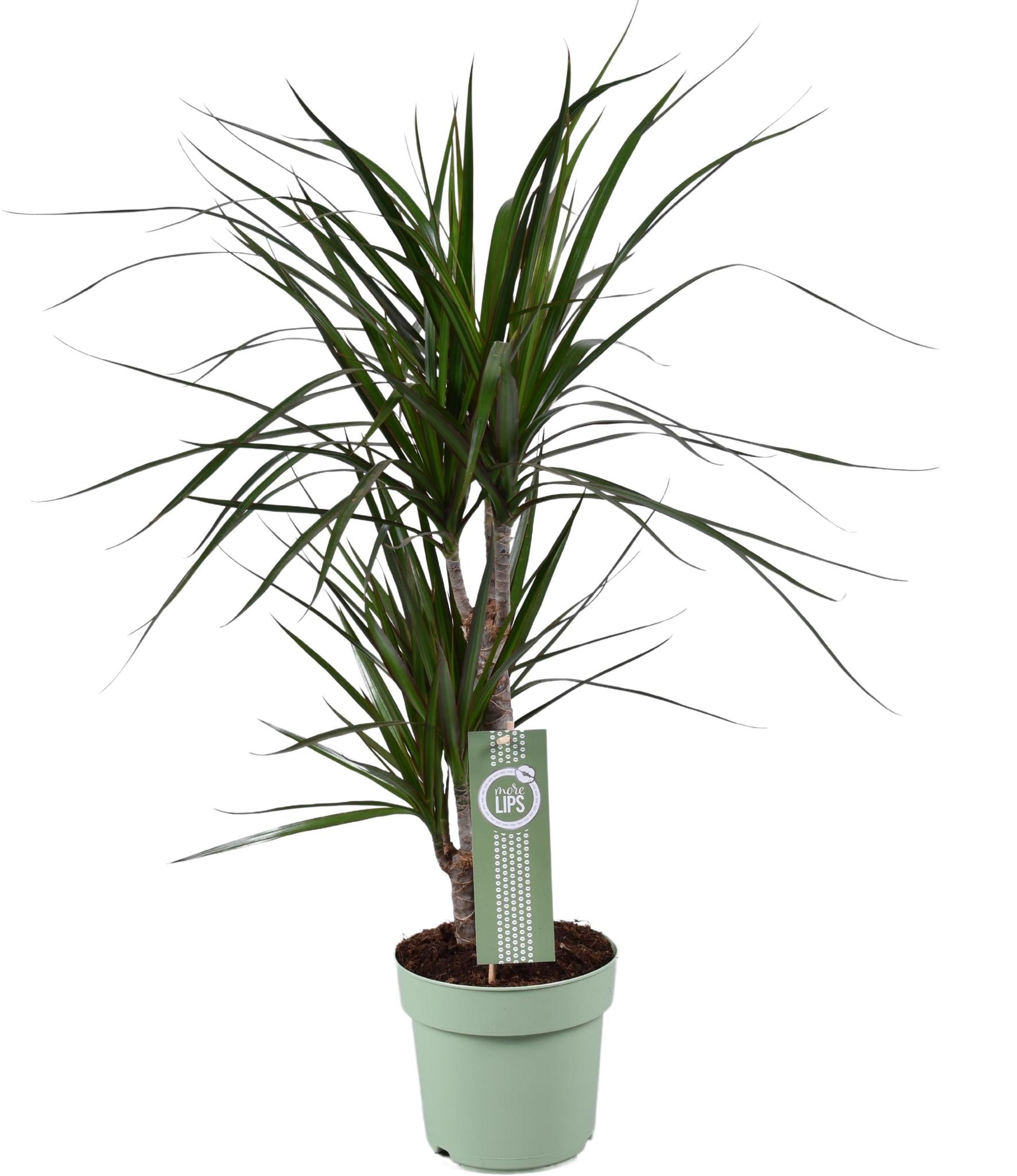 Dracaena Marginata - Ø17 ↕70
