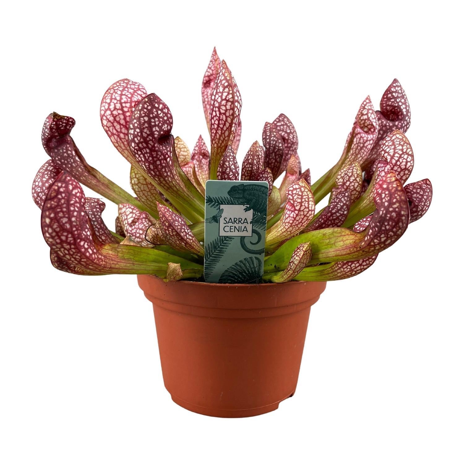 Sarracenia Scharlaken Belle - Ø12cm - ↕40cm