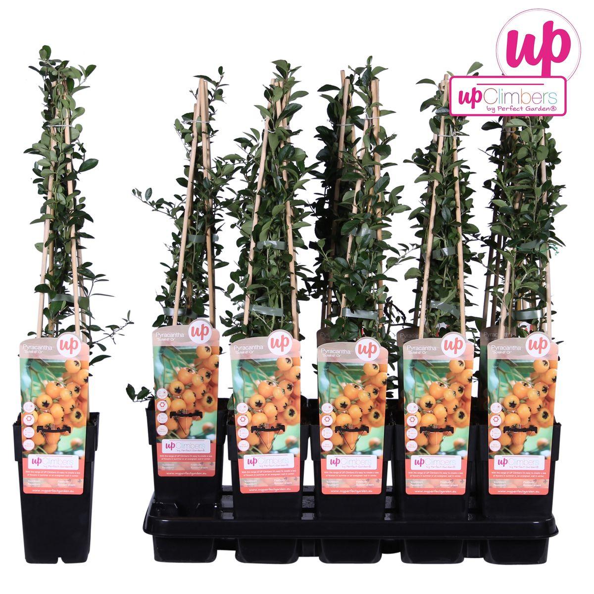 Vuurdoorn 'Soleil d'Or' - ?65cm - Ø15