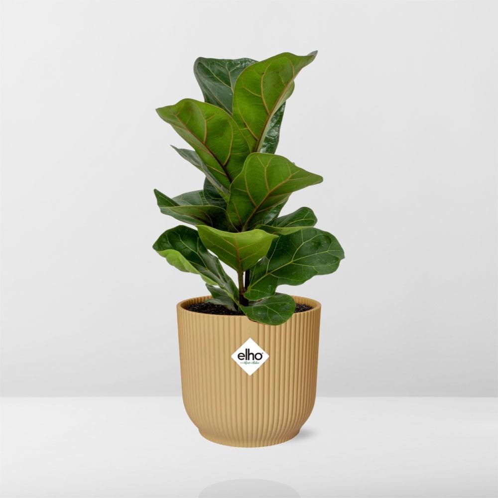 Ficus Lyrata 'Bambino' in ELHO Vibes Fold 14cm geel
