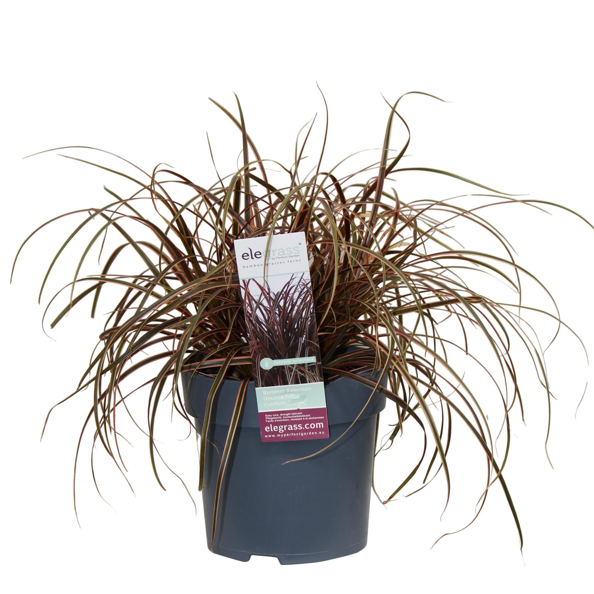 Uncinia rubra Everflame - Ø14 - ?30cm