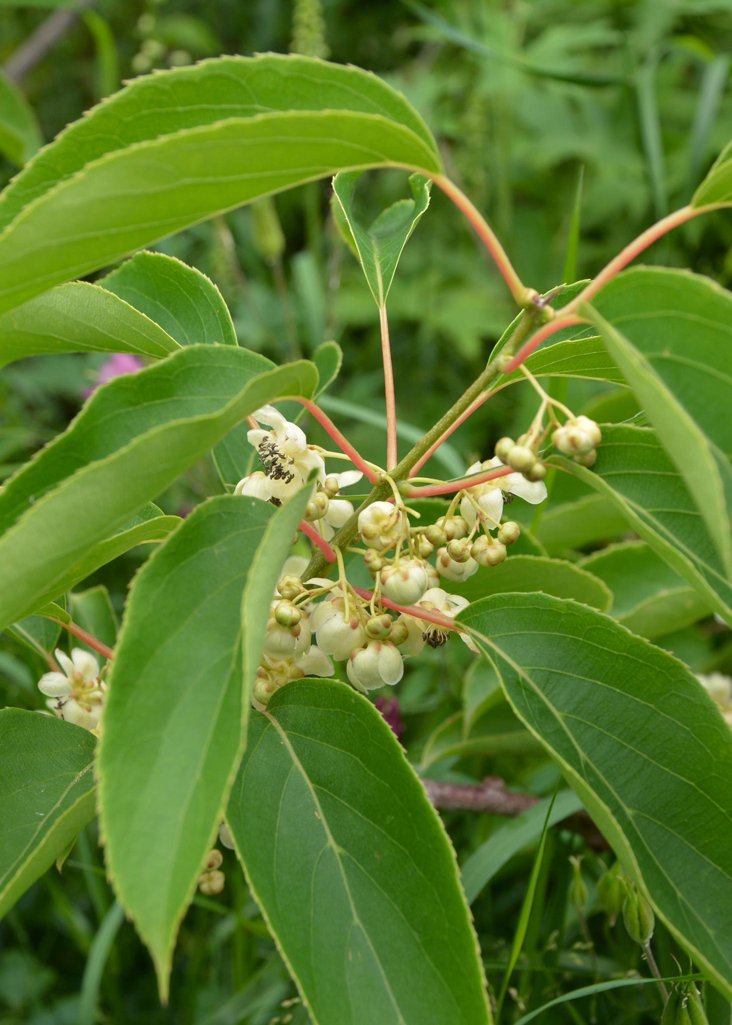 Actinidia arguta 'Issai' - Kiwis