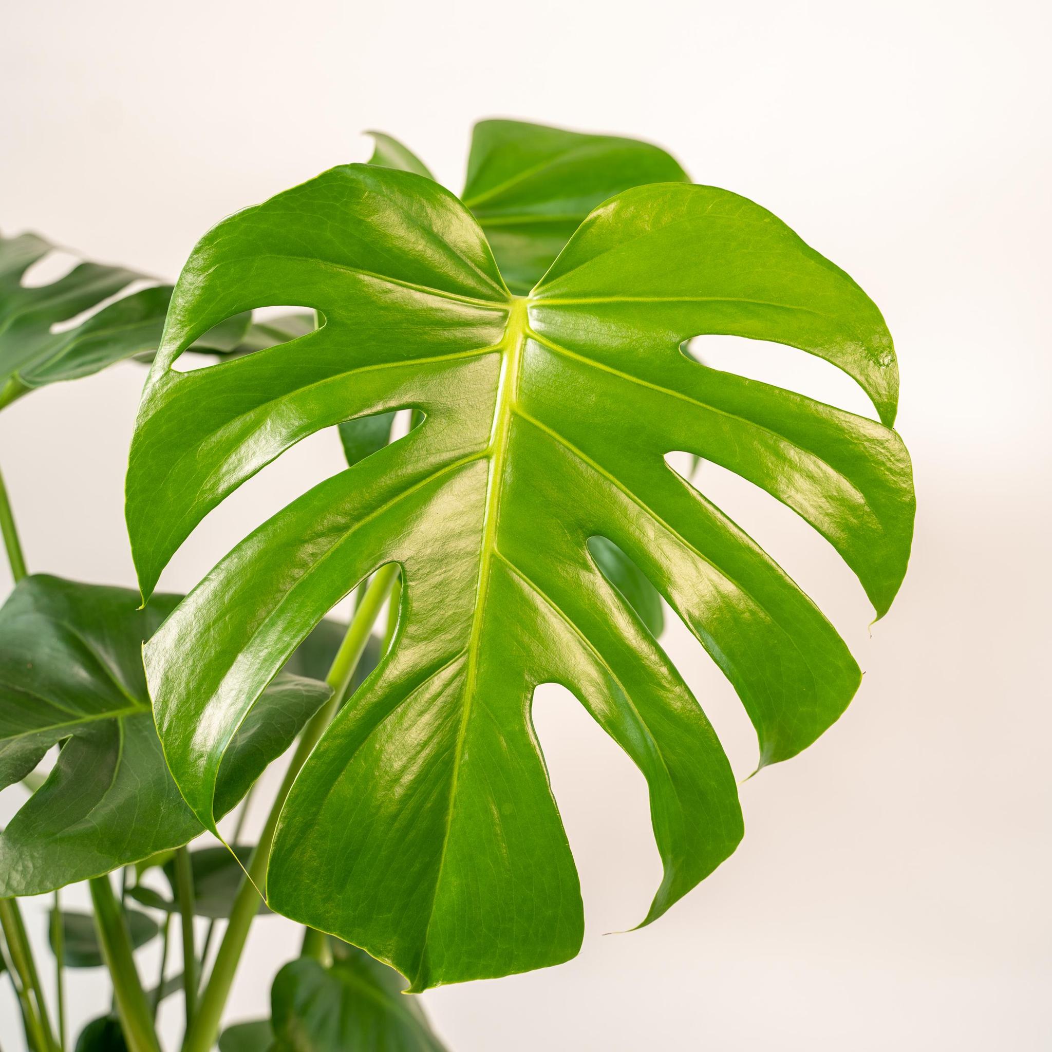 Monstera Deliciosa - ?80cm - Ø21cm + Pot Mayk Goud
