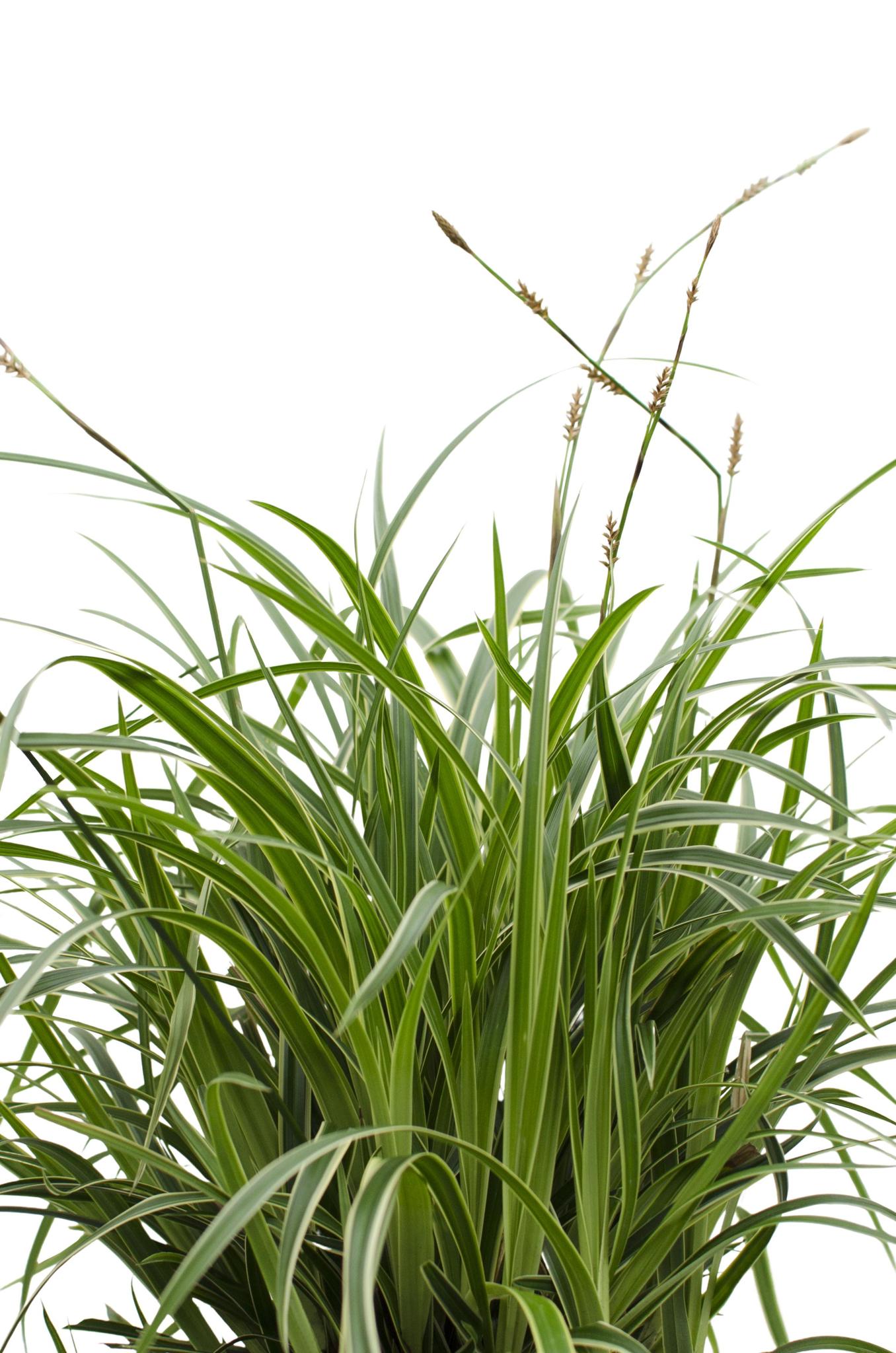 Carex morrowii 'Ice Dance' - ?30cm - Ø14