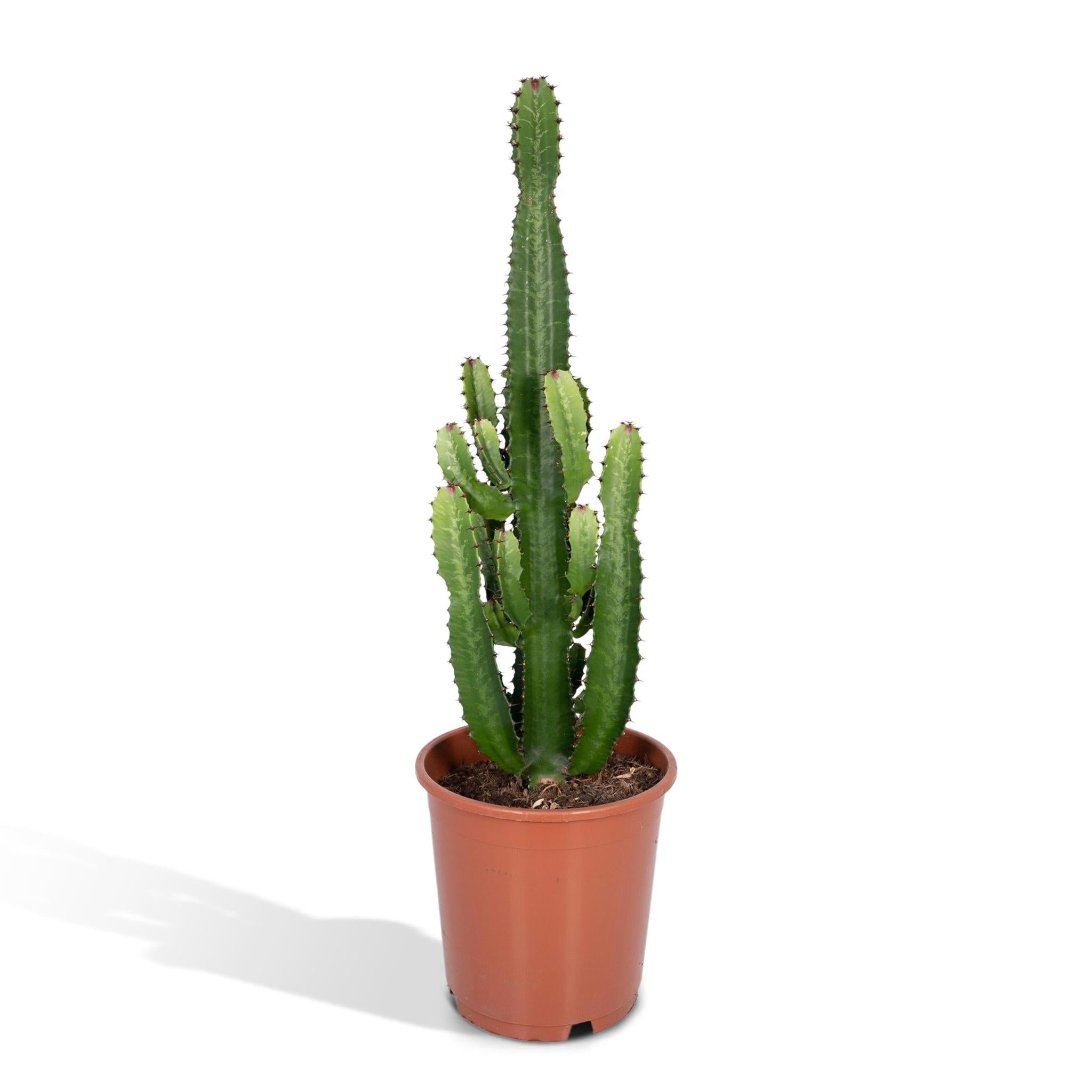 Euphorbia Acrurensis - Ø24 - ?60cm