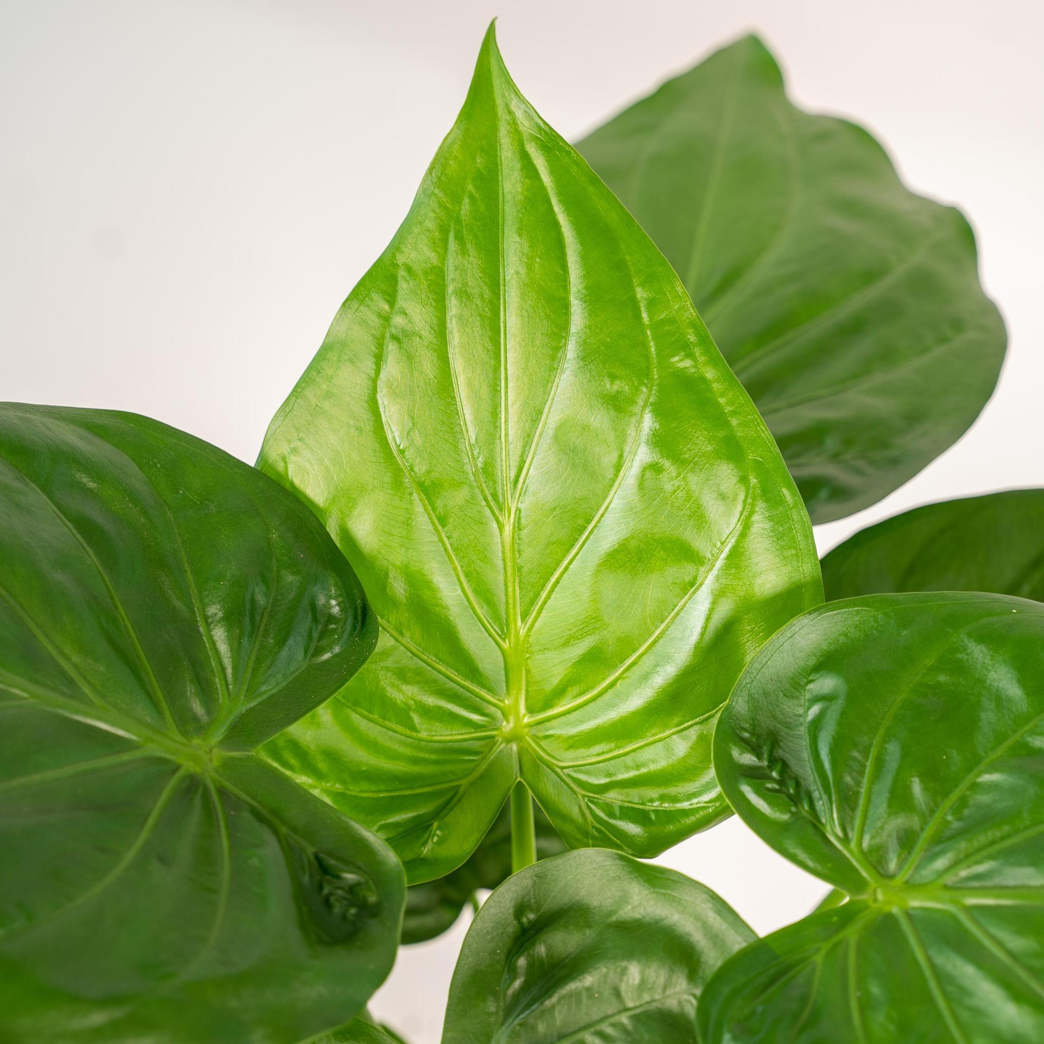 Alocasia Cucullata - Ø19cm - ↕65cm + Pot Mayk Goud