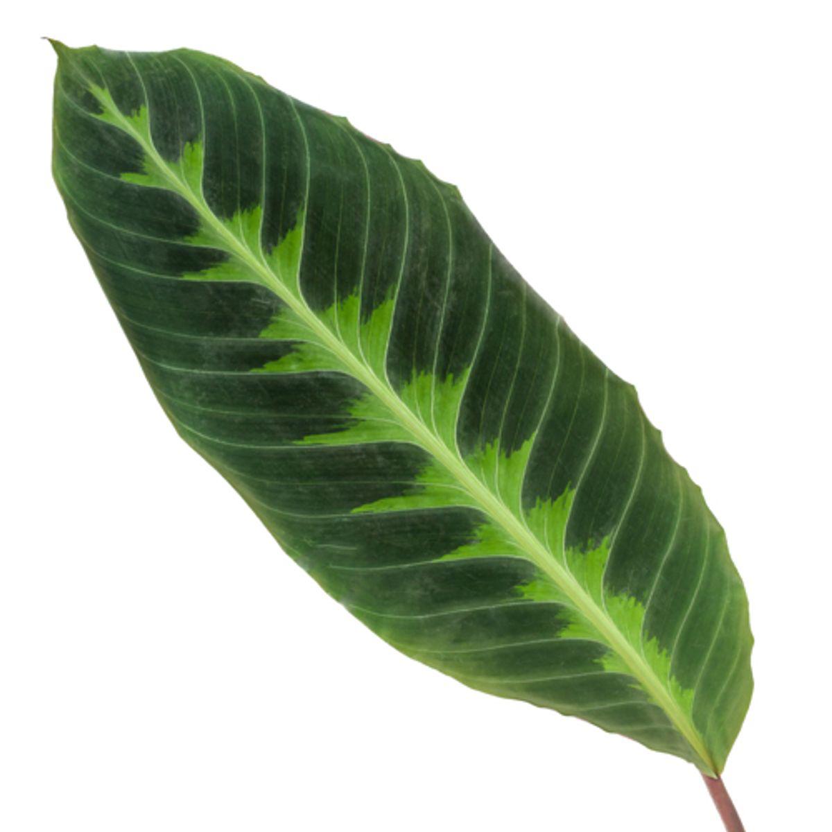 Calathea Warscewiczii - 80 cm - Ø19 cm