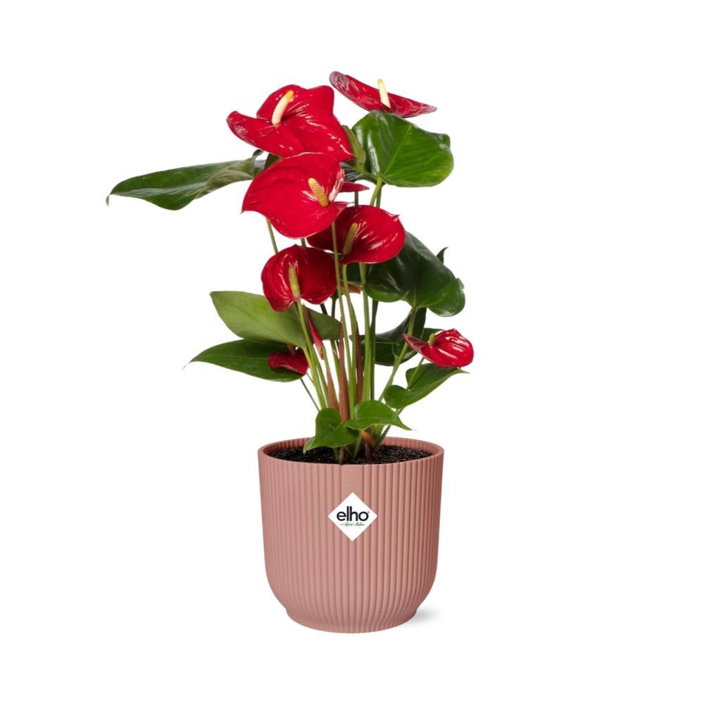 Anthurium Rood 12cm in ELHO Vibes Fold 14cm roze