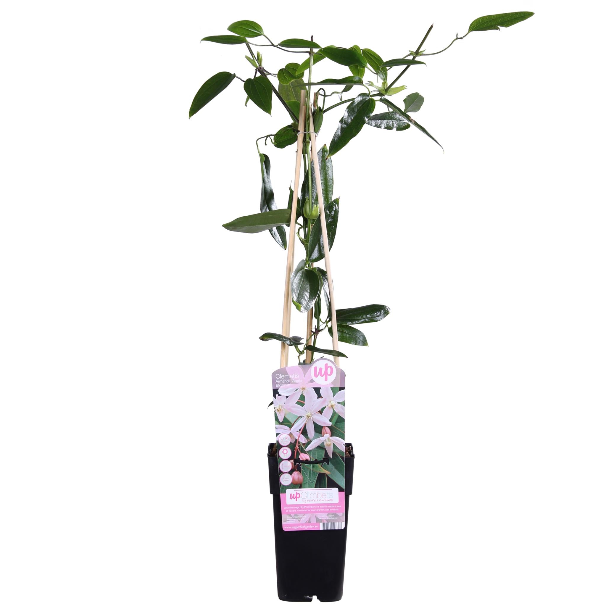 Clematis armandii Appelbloesem - Groenblijvende Clematis Lichtroze