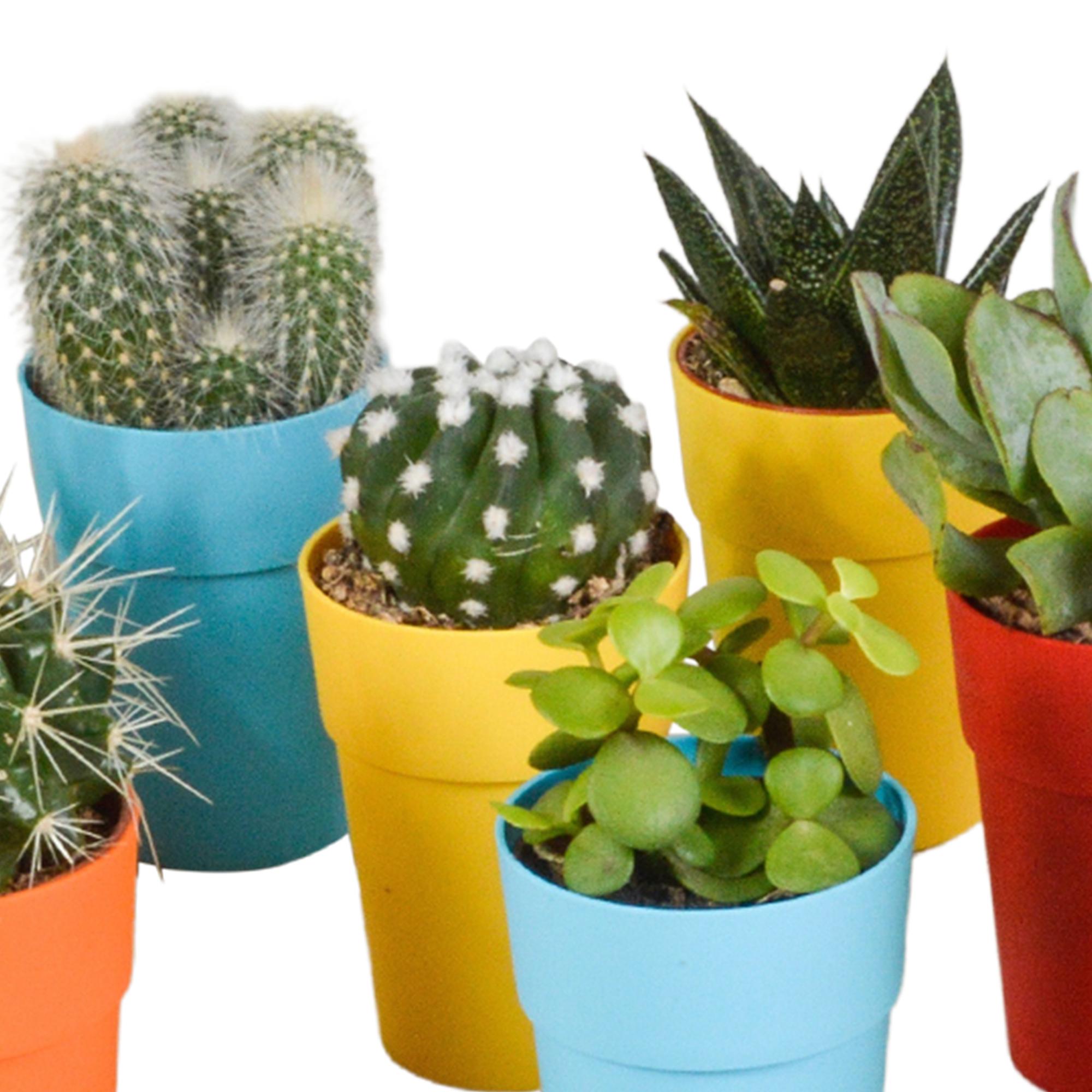 Cactus en vetplantenmix 5,5 cm | 15 stuks - in kunststof pot