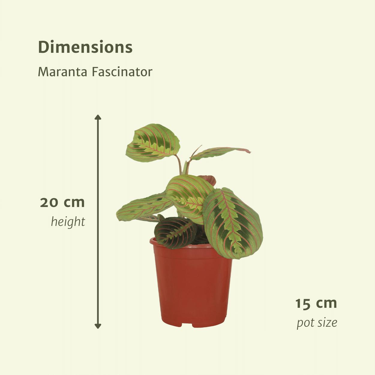 Maranta Tovenaar (Pijlwortel) - 2 stuks - Ø12cm - ↕20cm