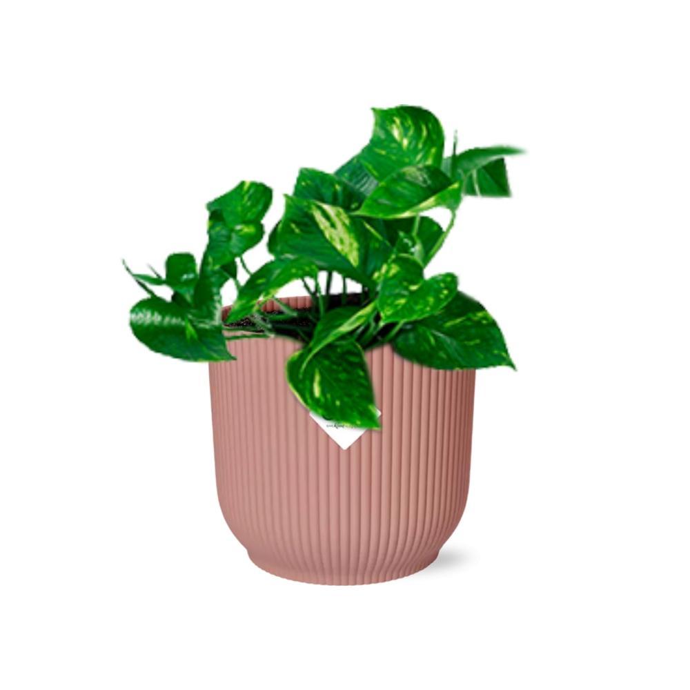 Epipremnum Pinnatum 'Aureum' in ELHO Vibes Fold 14cm roze