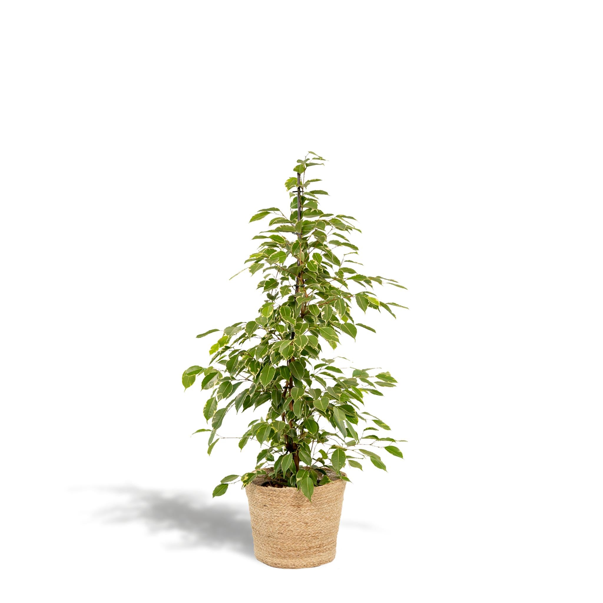 Ficus benjamina Goldenking - Ø21cm - ↕95cm + Mand Selin
