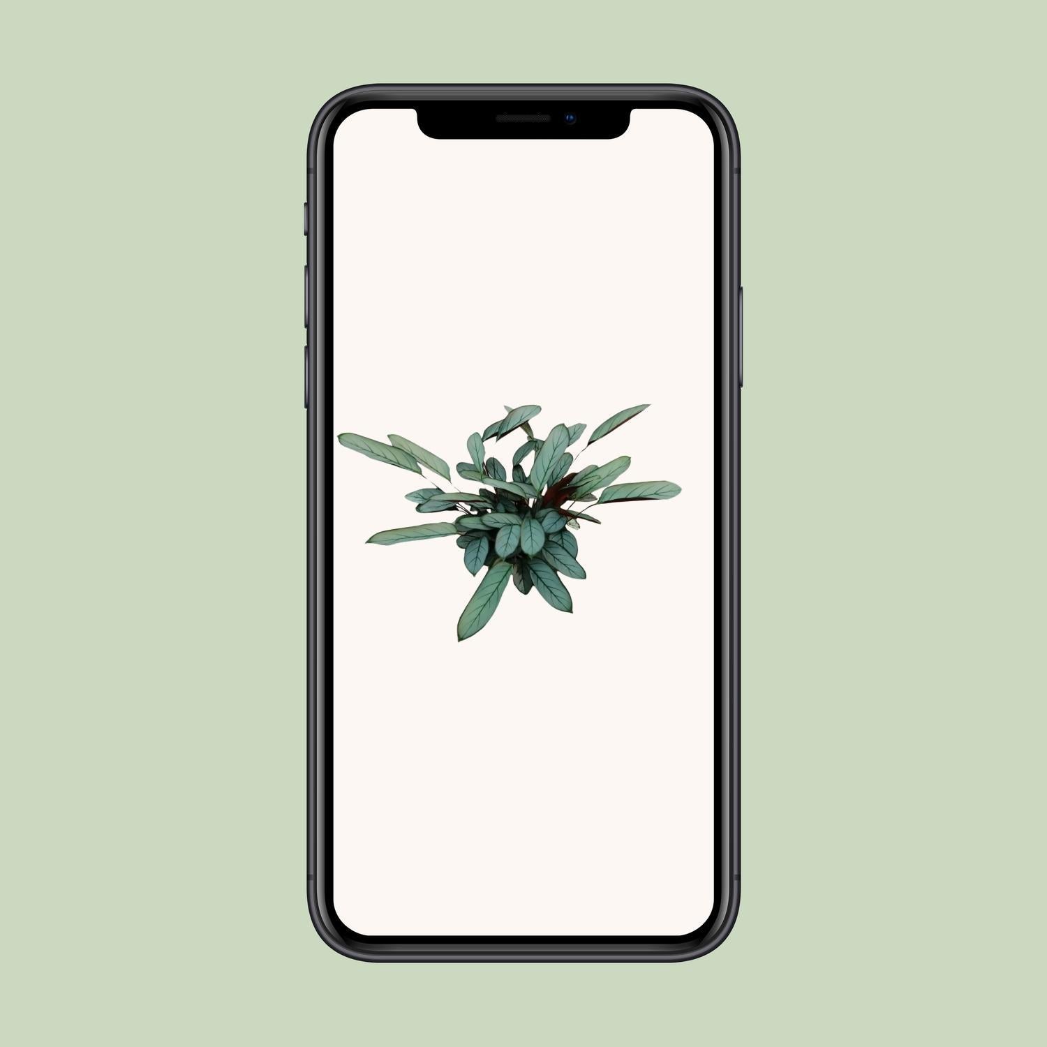 Ctenanthe Oppenheimiana - Ø17cm - ↕70cm