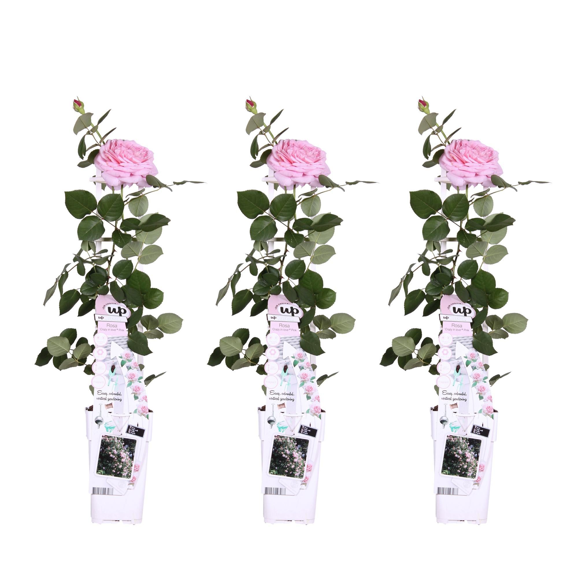 3x - Rosa Crazy in love 'Roze' - ?65cm - Ø15