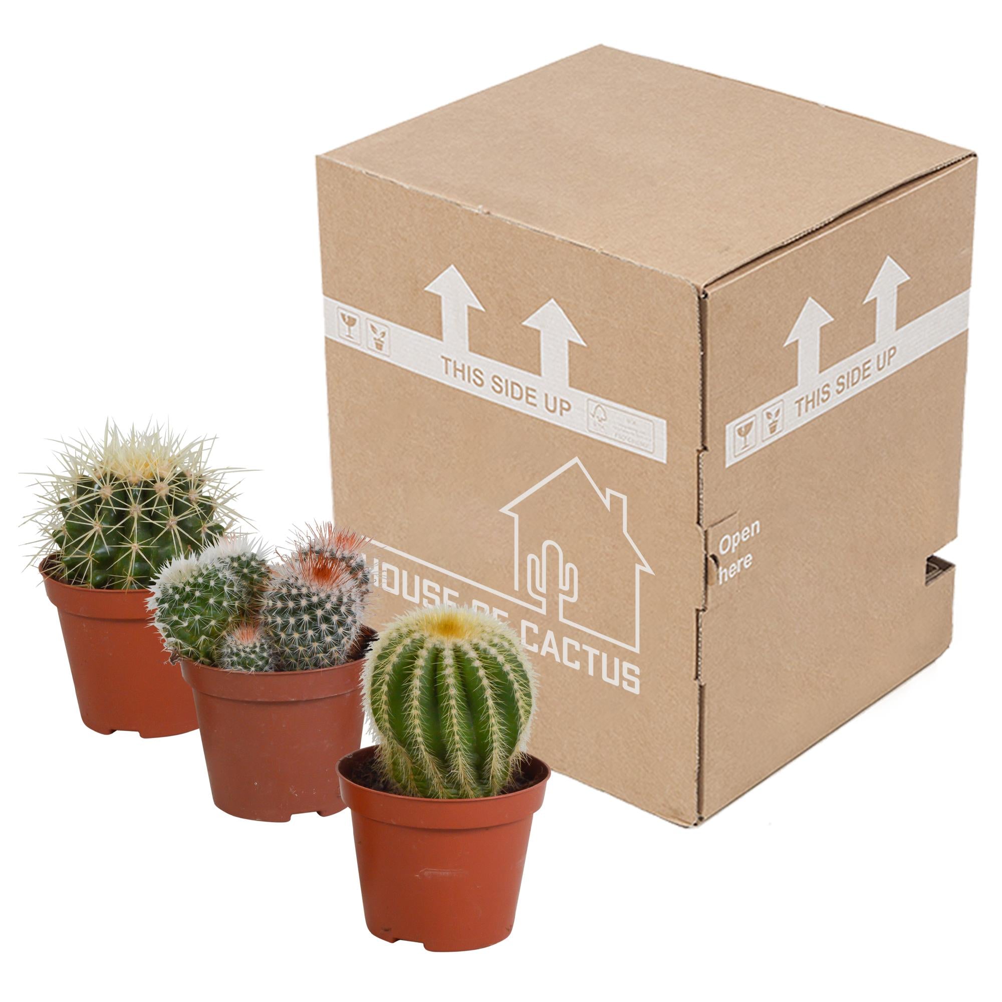 Bolcactusmix 8,5 cm | 3 stuks - zonder pot