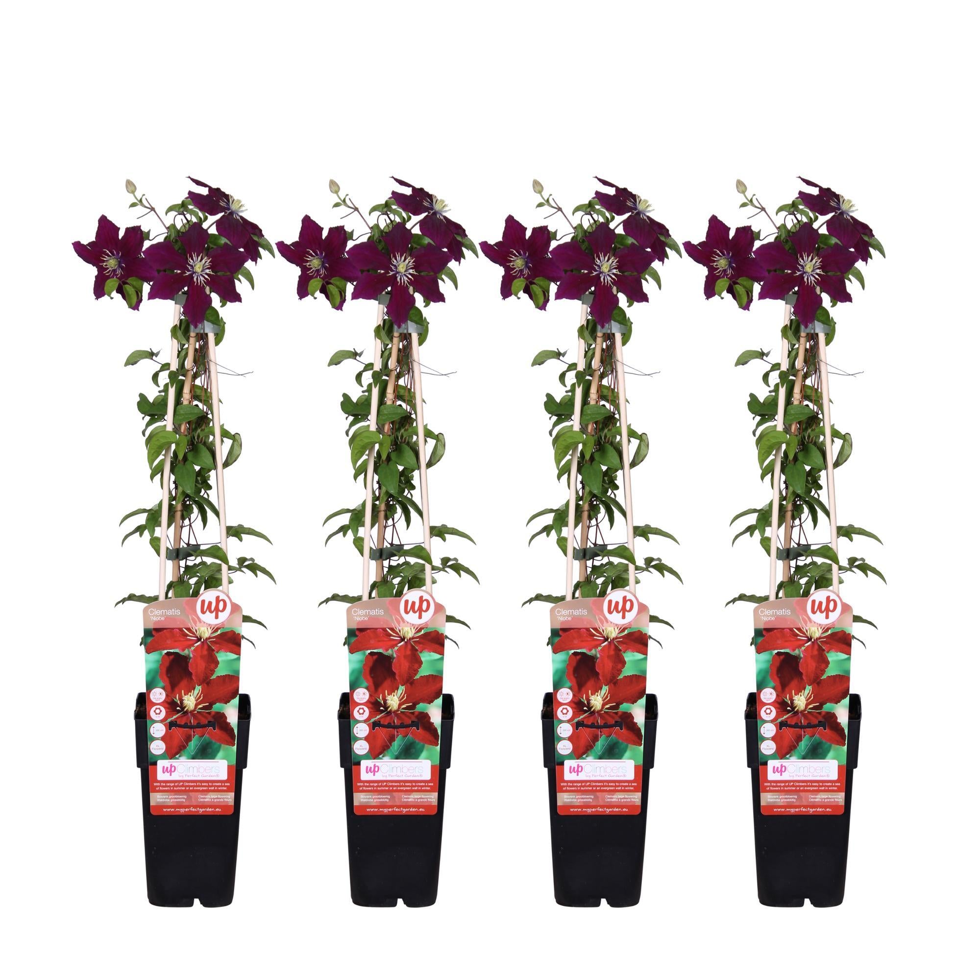 4x - Clematis Niobe - ?65cm - Ø15