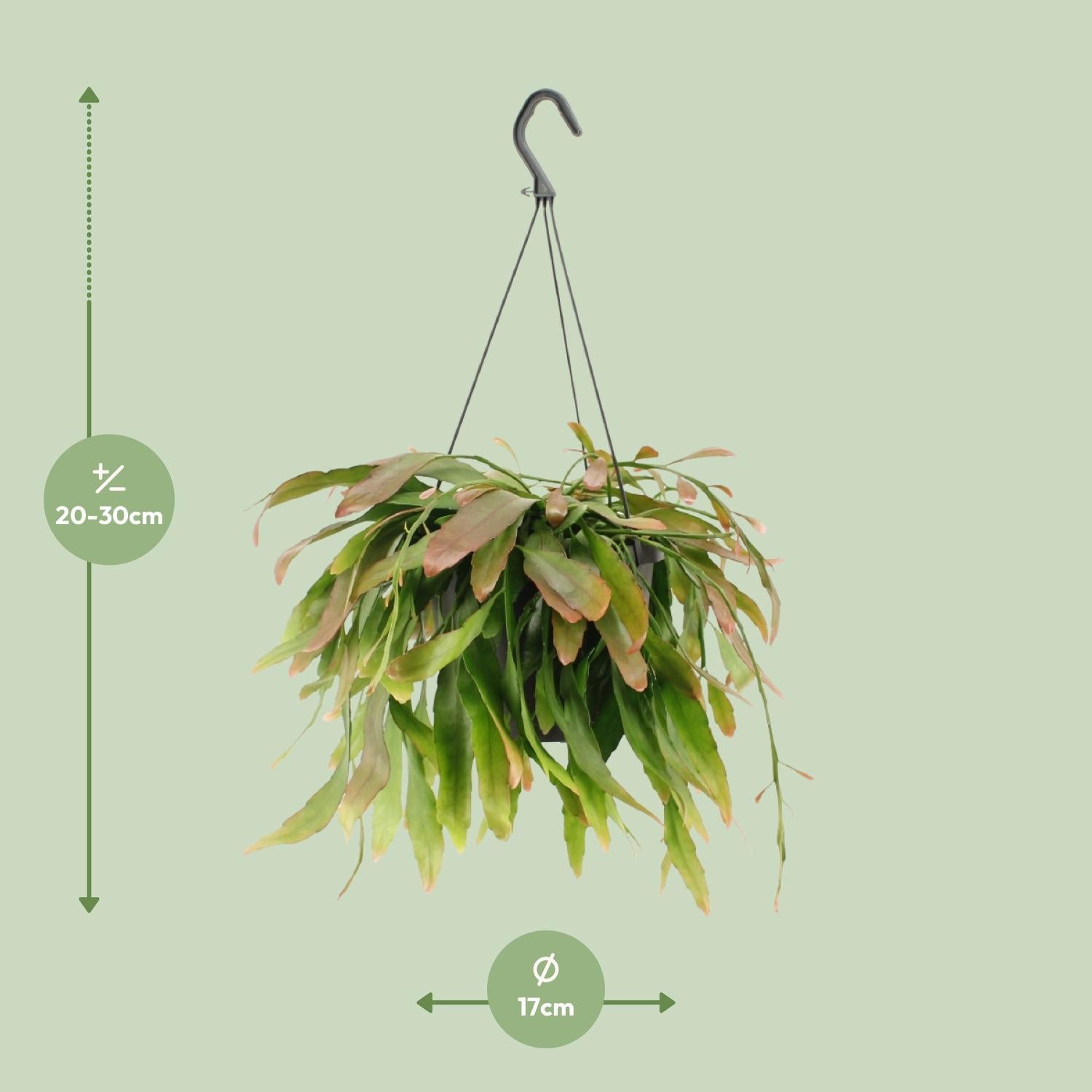 Rhipsalis Rode Koraal - Ø17cm - ↕25cm