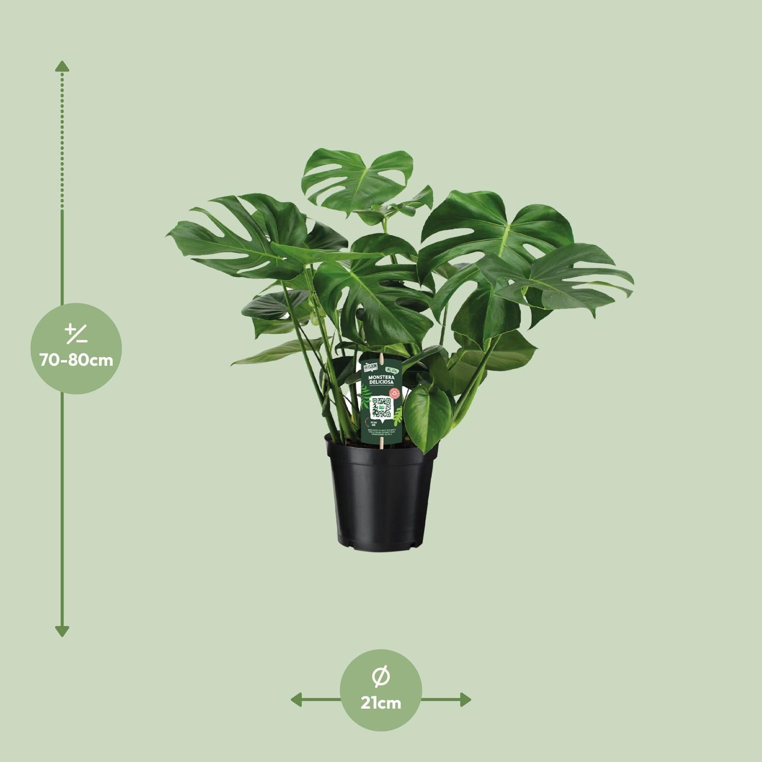 Monstera Deliciosa - Gatenplant - 65cm - Ø21 - Ø21 - 65cm