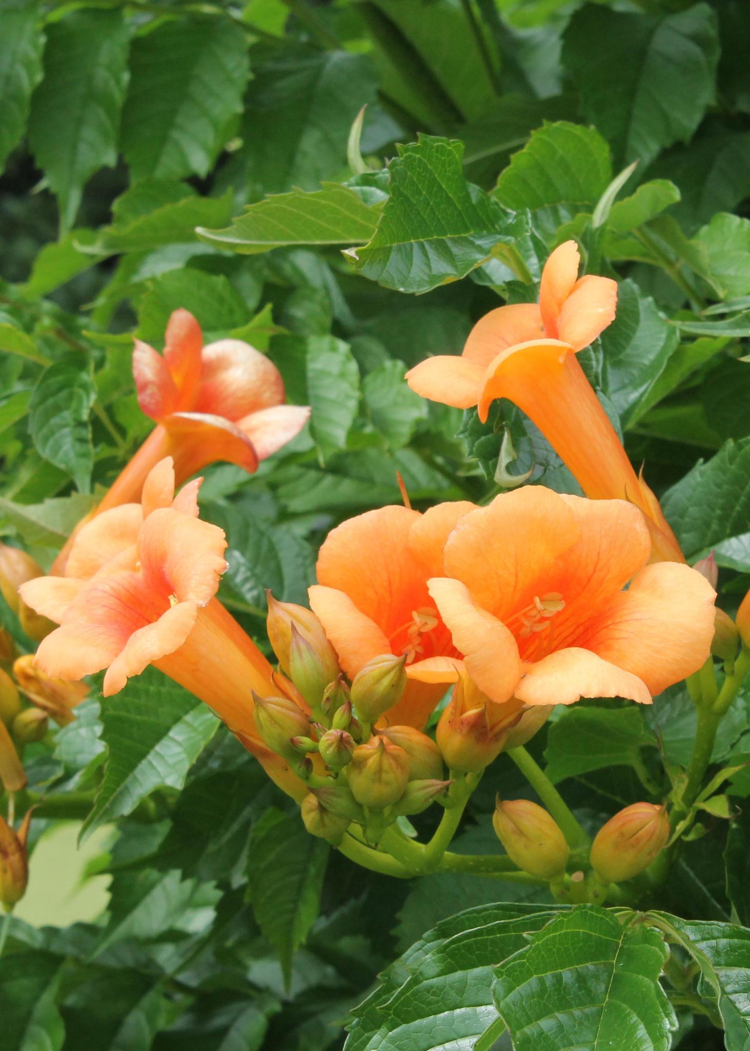 Campsis Indian Summer - Trompetbloem Oranje - Ø15 - ?65cm